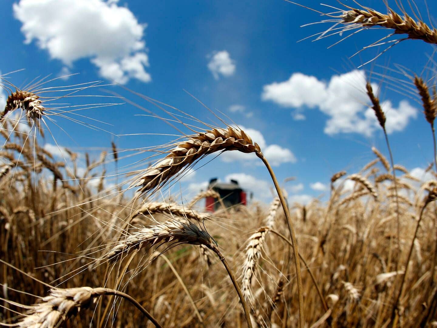 Med over 40 mio. hektar landbrugsjord, kan Ukraine potentielt lægge beslag på støtte for over 80 mia. kr. i direkte landbrugsstøtte., viser estimater (ARKIV / ILLUSTRATION) | Foto: Bogdan Cristel/Reuters/Ritzau Scanpix