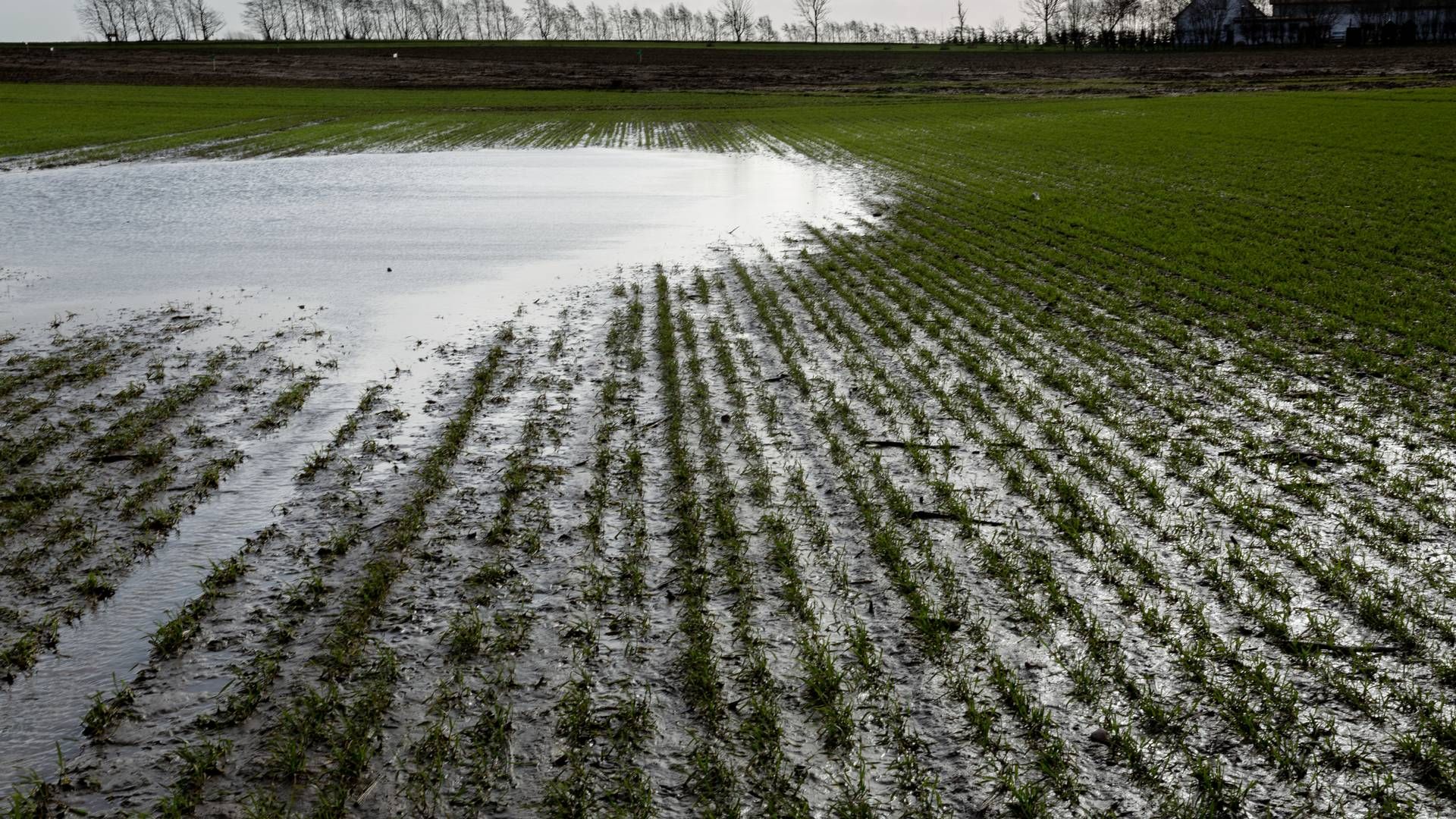Landbrugsjorden har de seneste år været i høj kurs hos energiselskaberne. | Foto: Mads Nissen