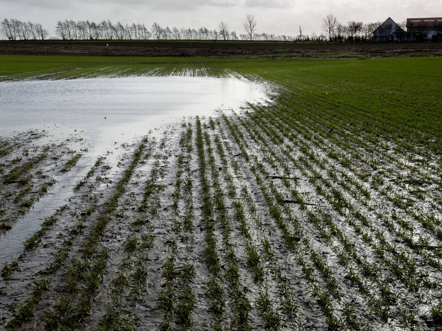 Landbrugsjorden har de seneste år været i høj kurs hos energiselskaberne. | Foto: Mads Nissen