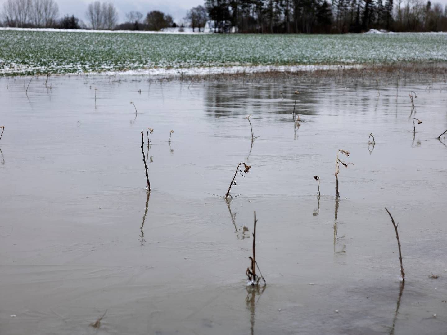 Vinteren var rigtig våd og oversvømmede mange marker. Nu har et massivt regnvejr på ny givet udfordringer for landmænd, som stod klar til at så. | Foto: Finn Frandsen/Ritzau Scanpix