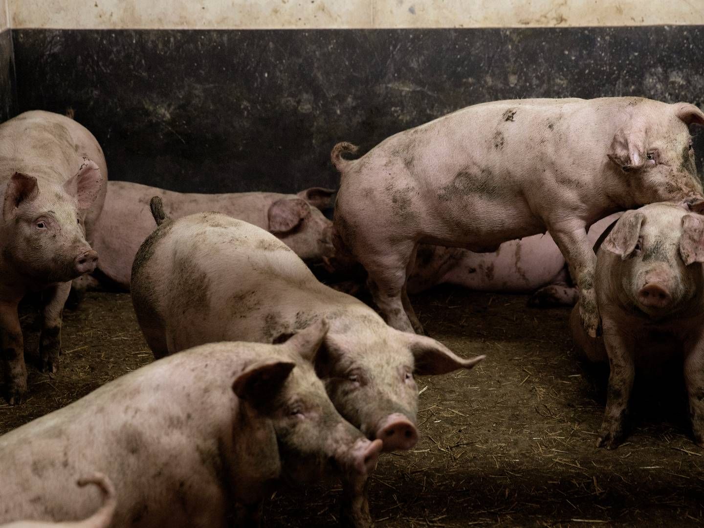 Produktionen af søer i Kina har været presset i lang tid. | Foto: Peter Hove Olesen/Ritzau Scanpix