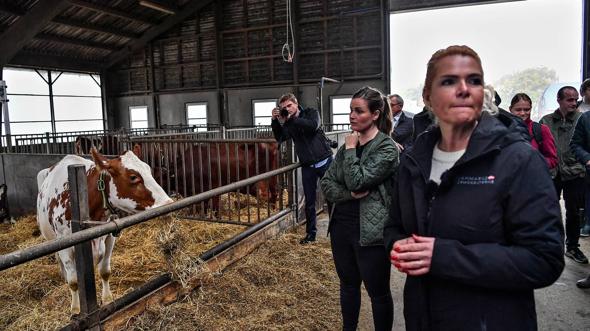 Danmarksdemokraternes formand, Inger Støjbergs, bror har også malkekvæg. Her ses formanden på besøg hos broren sammen med Enhedslistens politiske ordfører, Mai Villadsen. | Foto: Ernst van Norde