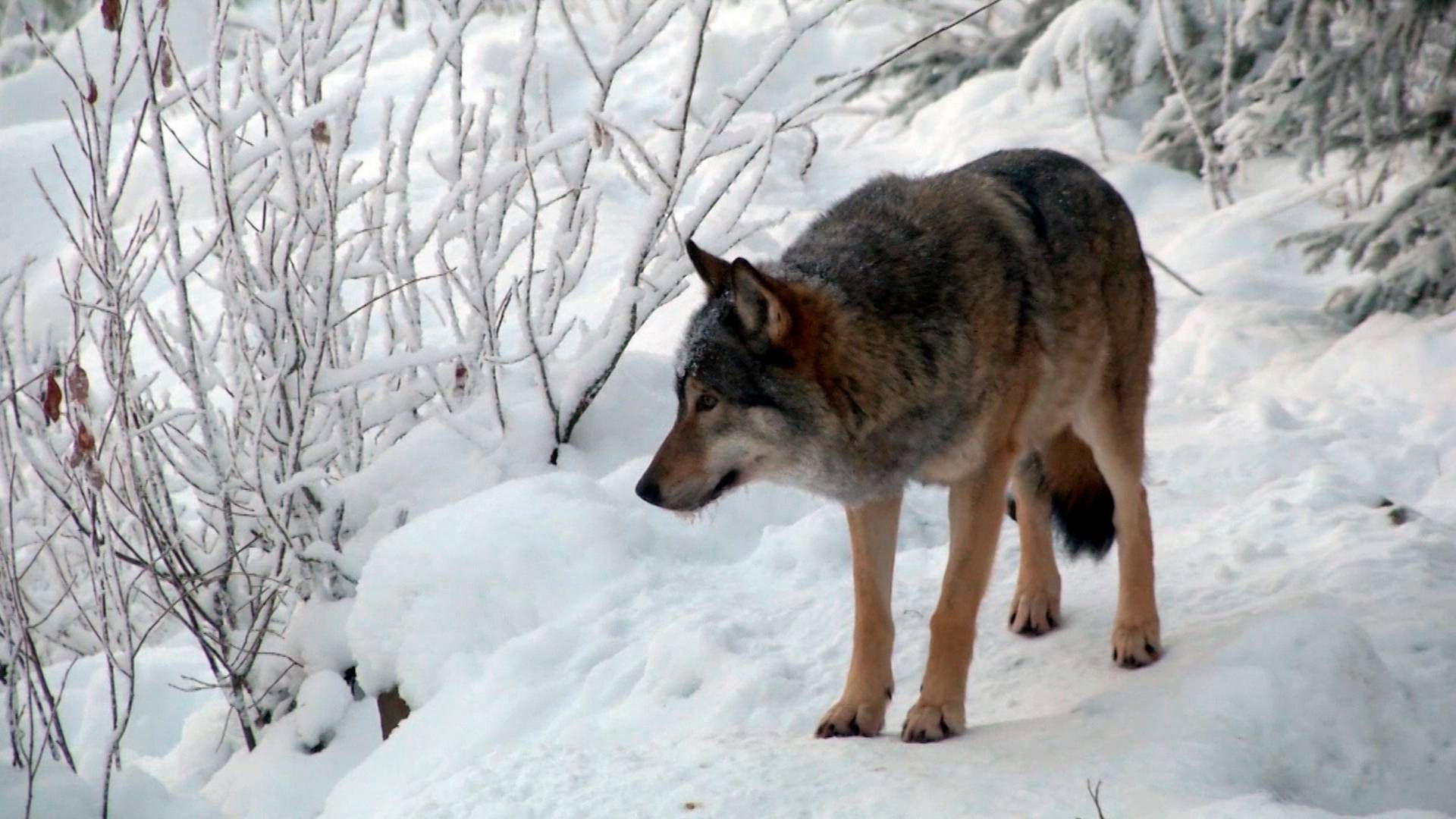 Ulvebestanden i Europa er næsten fordoblet på ti år. Herhjemme ønsker flere landmænd at få lov til at skyde ulve, som risikerer at slå deres dyr ihjel. | Foto: AP/Ritzau Scanpix