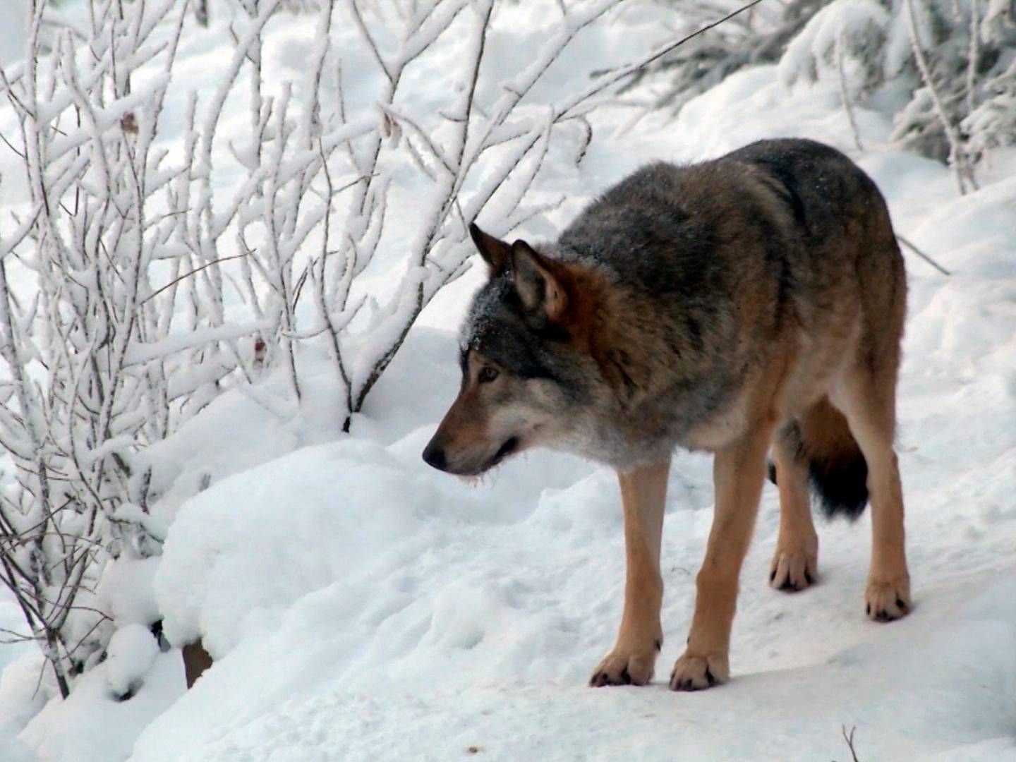 Ulvebestanden i Europa er næsten fordoblet på ti år. Herhjemme ønsker flere landmænd at få lov til at skyde ulve, som risikerer at slå deres dyr ihjel. | Foto: AP/Ritzau Scanpix