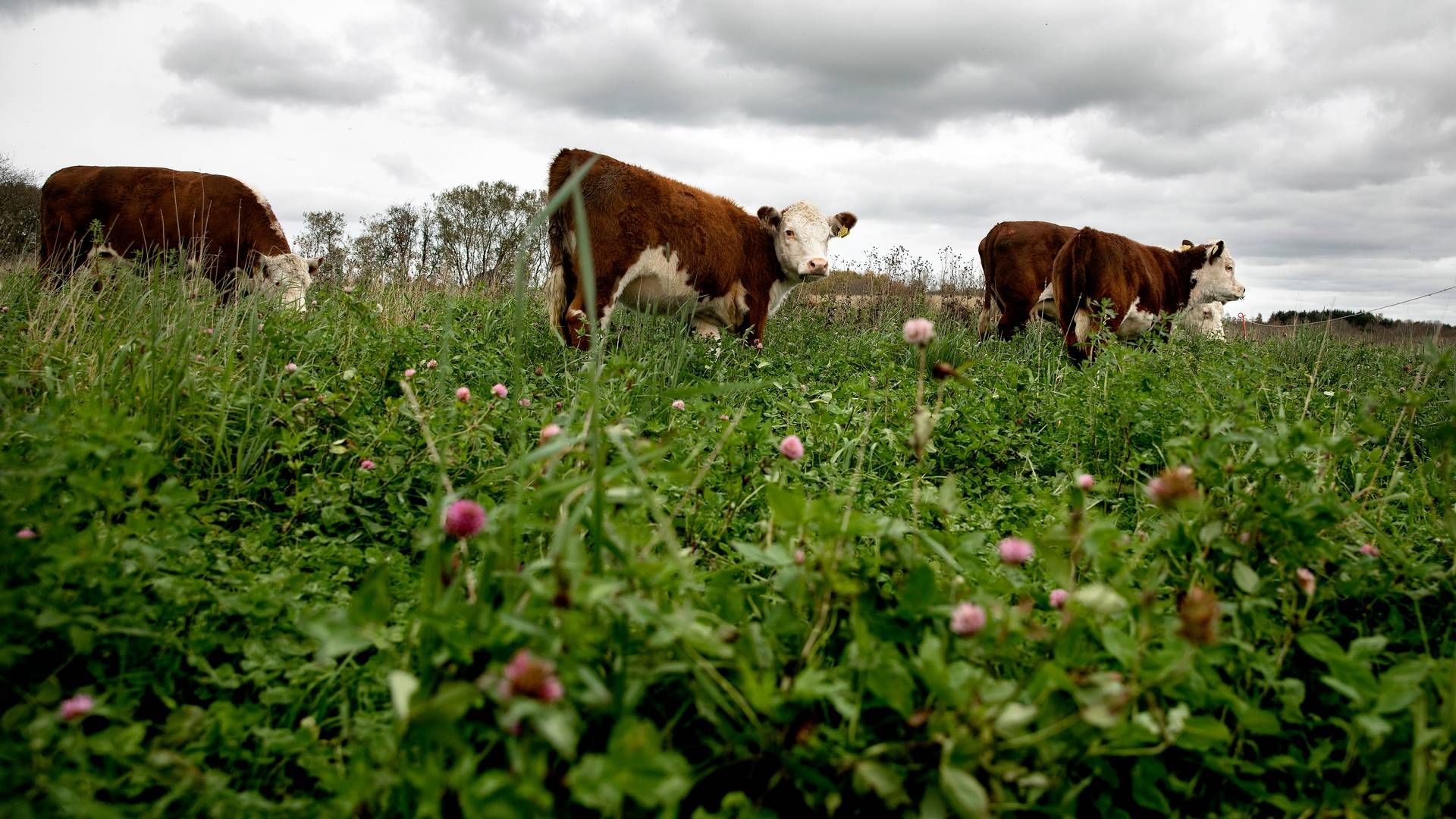 Landbruget og dets klimabelastning er centrum for masser af diskussion i denne tid. | Foto: Finn Frandsen/Ritzau Scanpix