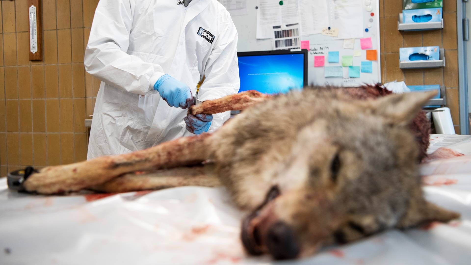 Ulvebestanden i Europa er næsten fordoblet på ti år. Herhjemme ønsker flere landmænd at få lov til at skyde ulve, som risikerer at slå deres dyr ihjel. | Foto: Gregers Tycho
