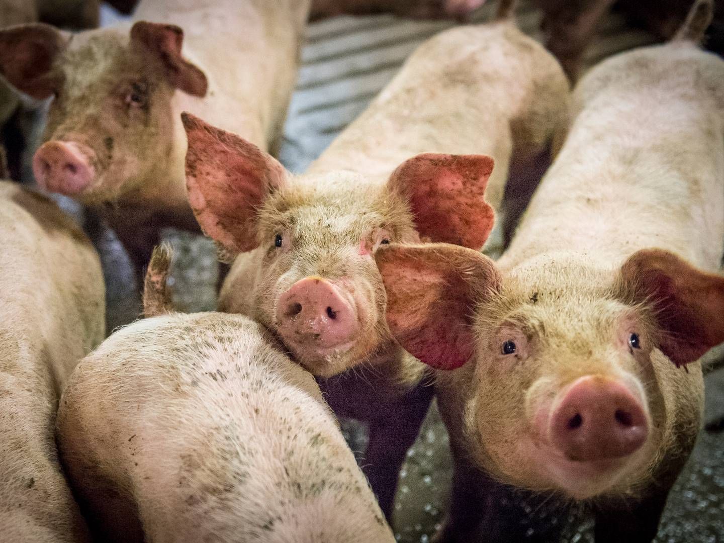 Esper Goul Jensen har med over 8000 søer stor produktion i og omkring Salling. | Foto: Sebastian Buur Gunvald