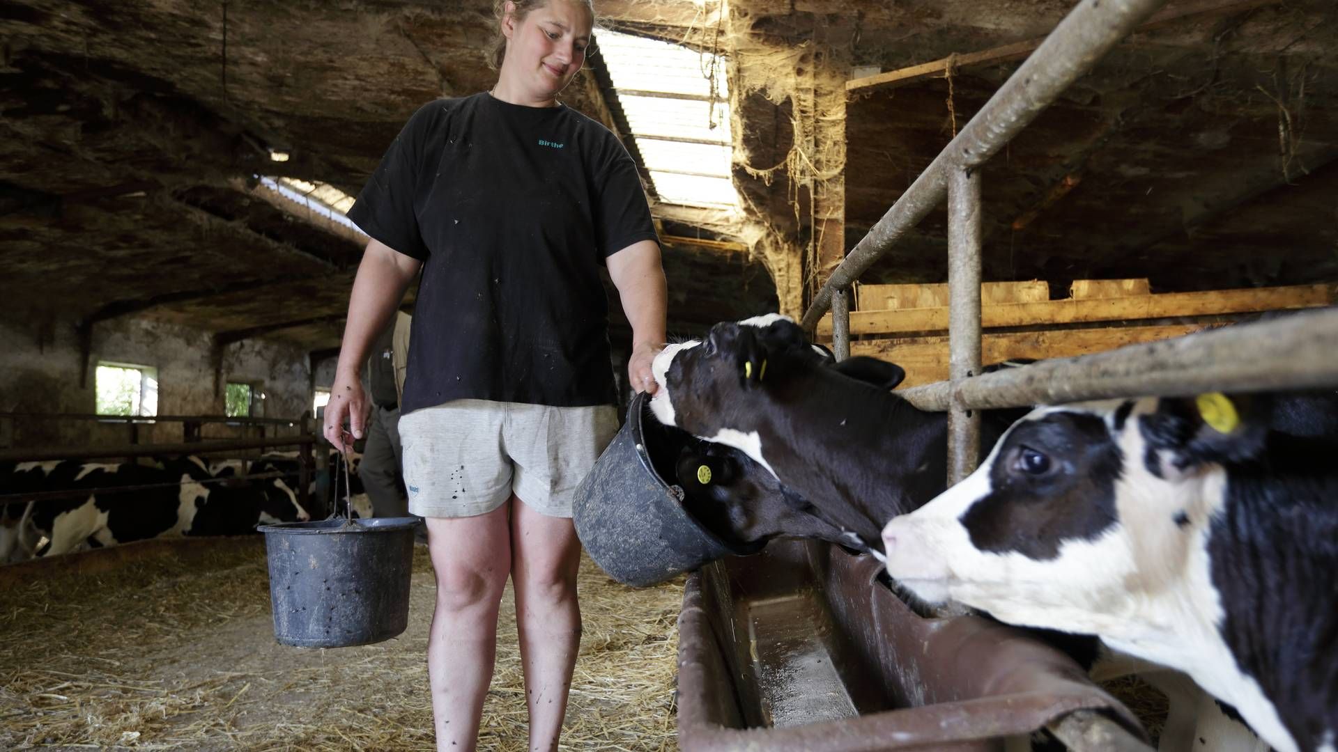 Danske landmænd bør ikke bekymre sig for ny fugleinfluenza blandt køer i USA. | Foto: Morten Langkilde