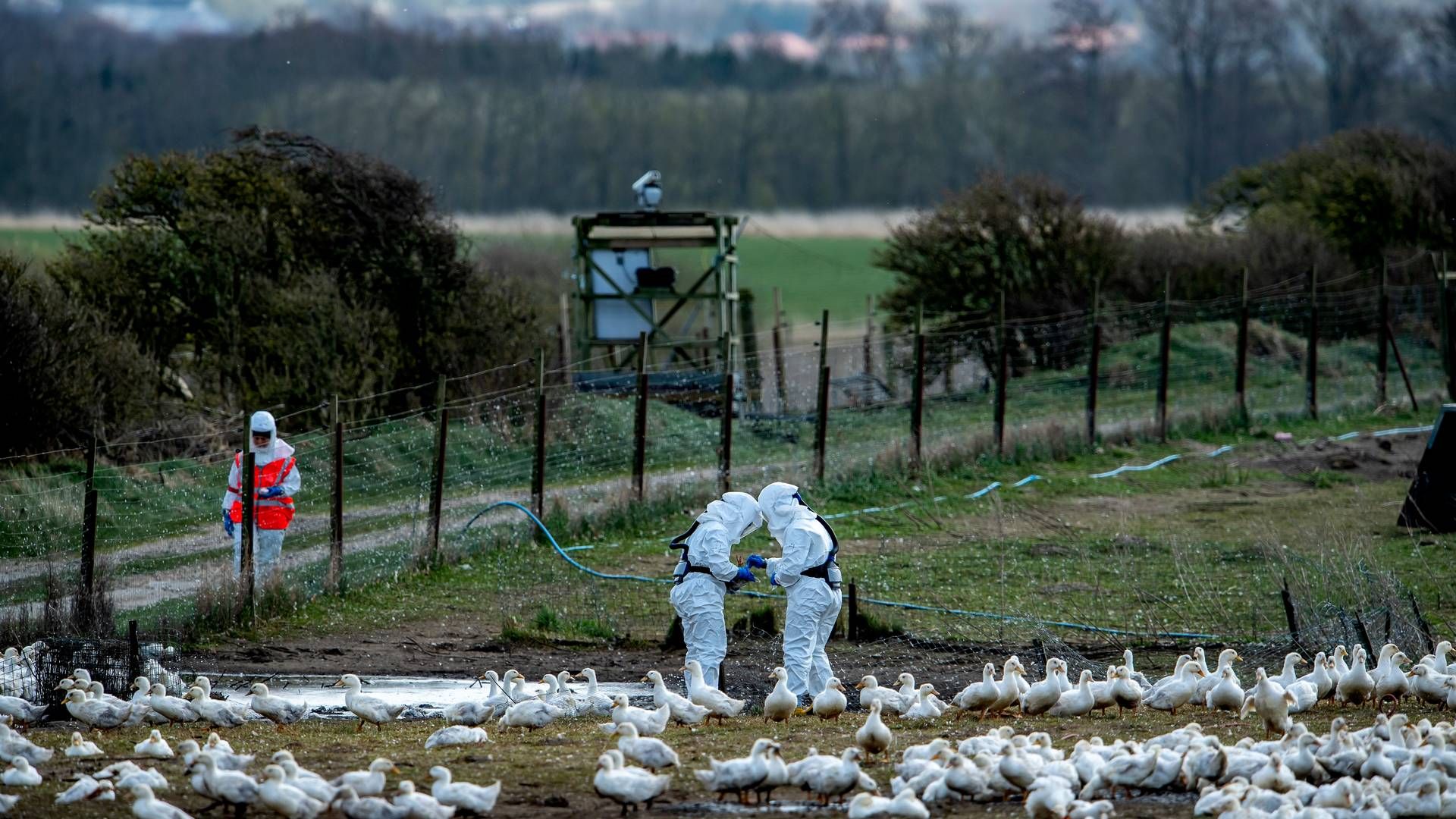 Det giver anledning til bekymring, at fugleinfluenza har spredt sig til kvæg og mennesker. | Foto: René Schütze