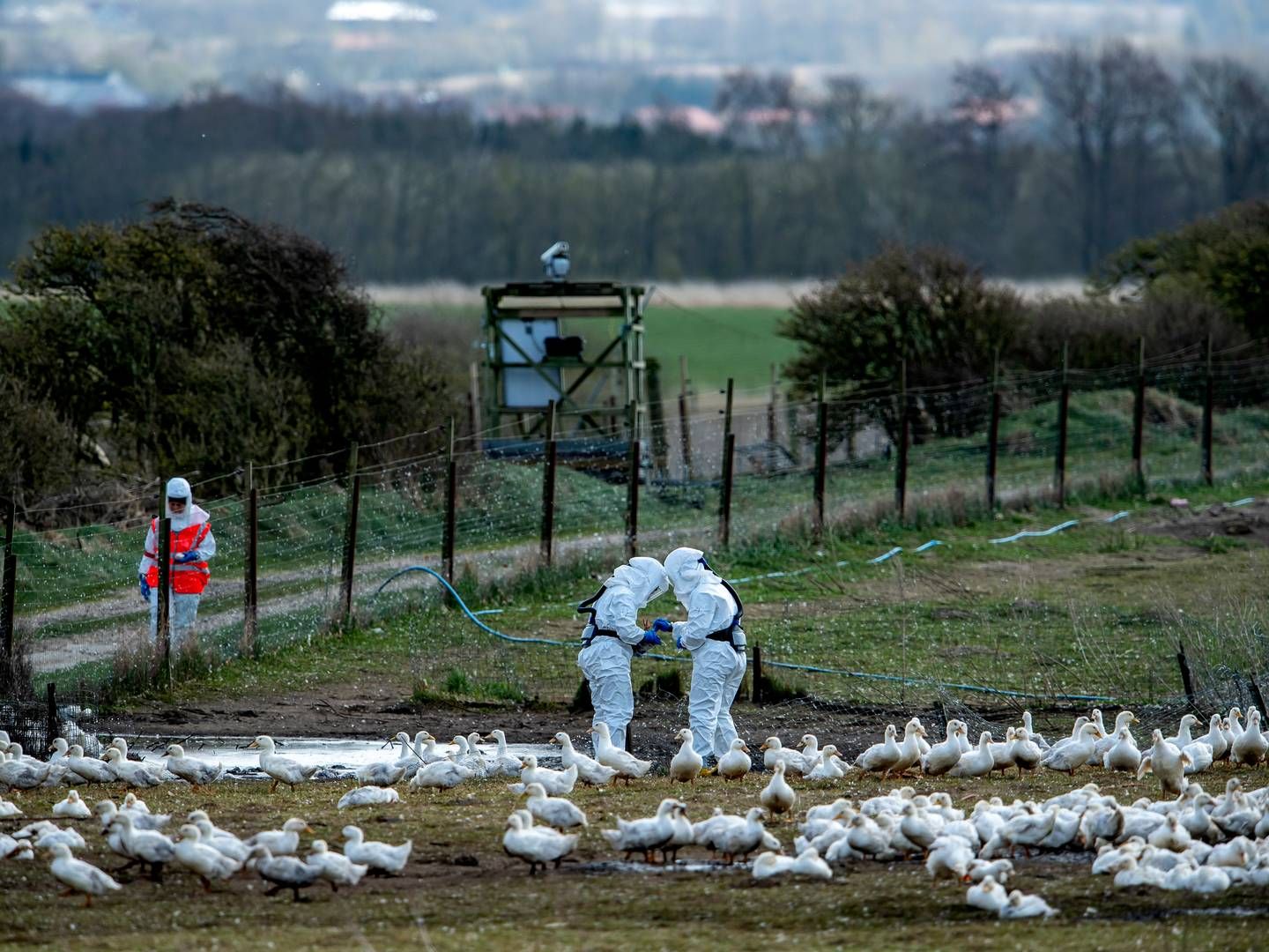 Det giver anledning til bekymring, at fugleinfluenza har spredt sig til kvæg og mennesker. | Foto: René Schütze