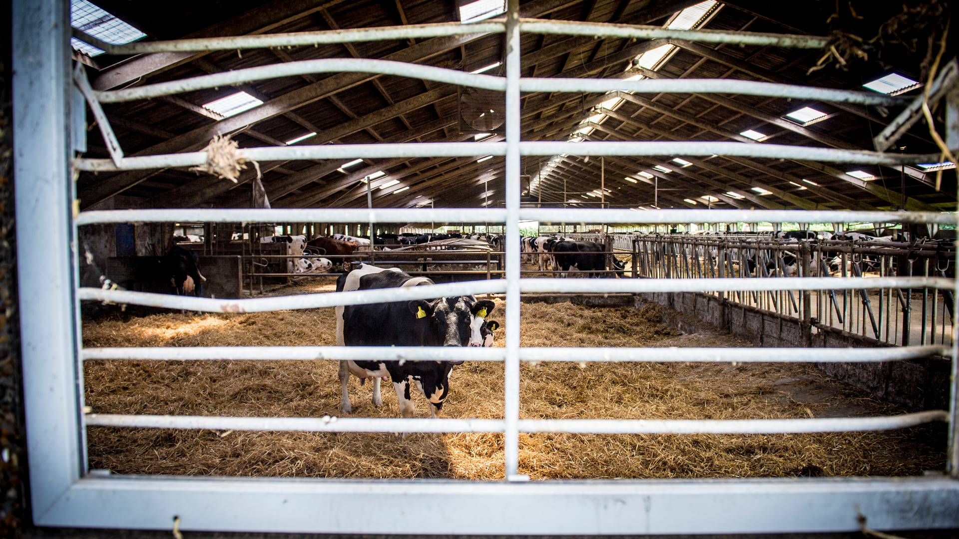 Rønhave nær Esbjerg er et af landets største mælkebedrifter. | Foto: Sebastian Buur Gunvald/Jyllands-Posten/Ritzau Scanpix