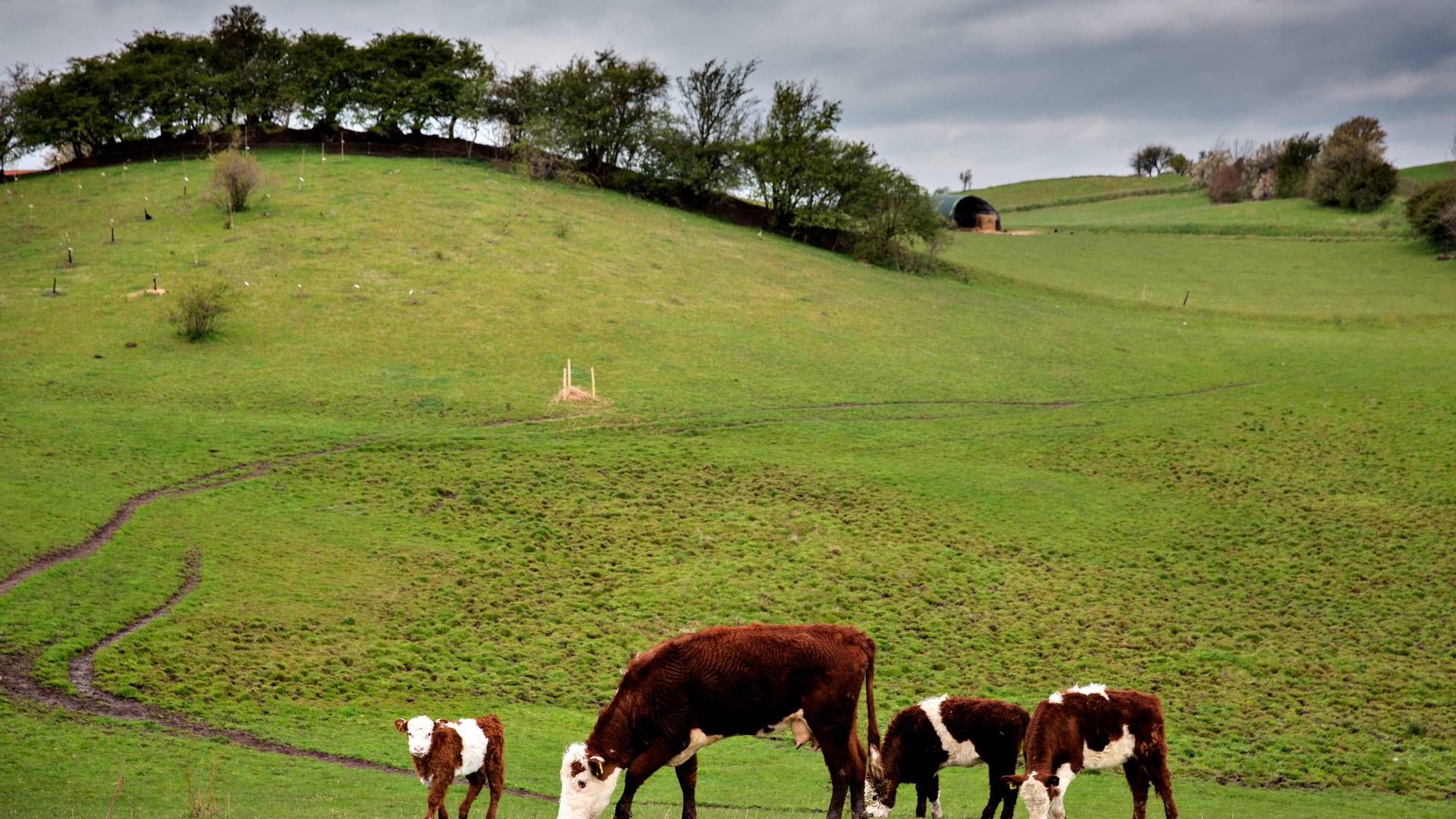 Undtagelsen betød, at landmændene skulle overholde visse regler til f.eks. arealer med græs. | Foto: Martin Lehmann