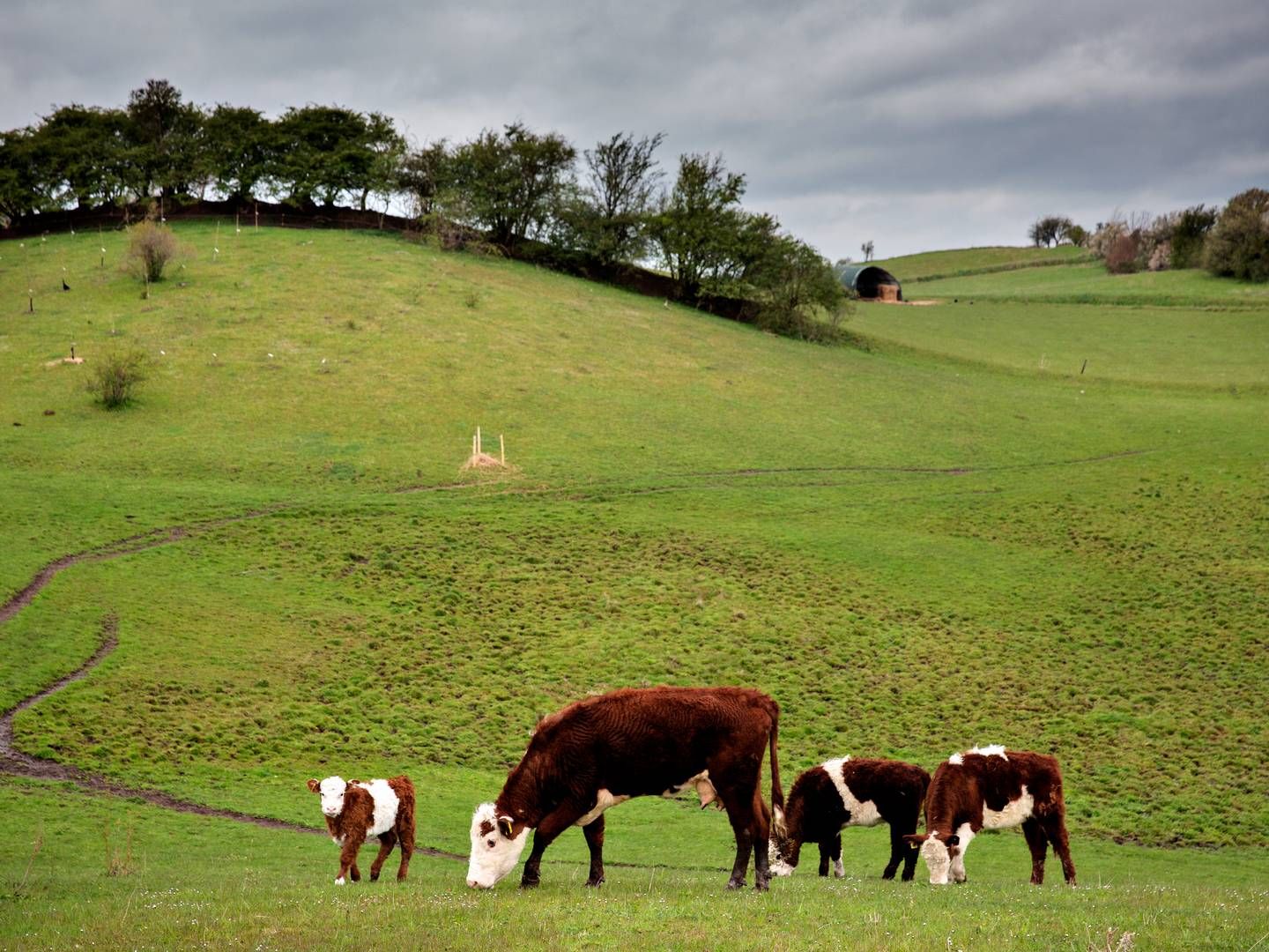 Undtagelsen betød, at landmændene skulle overholde visse regler til f.eks. arealer med græs. | Foto: Martin Lehmann