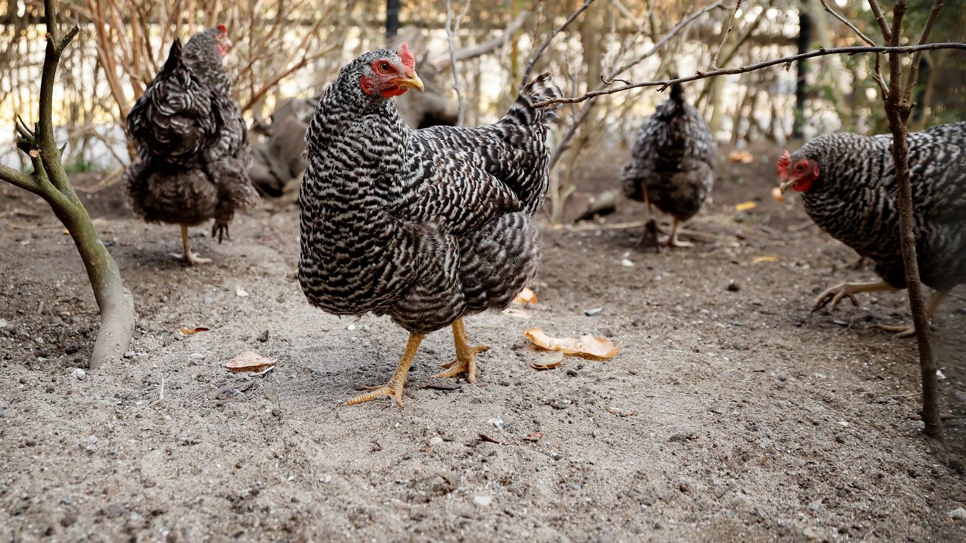 Økologiske høns er en del af forretningen på Adamshøj Gods. | Foto: Jens Dresling/Ritzau Scanpix