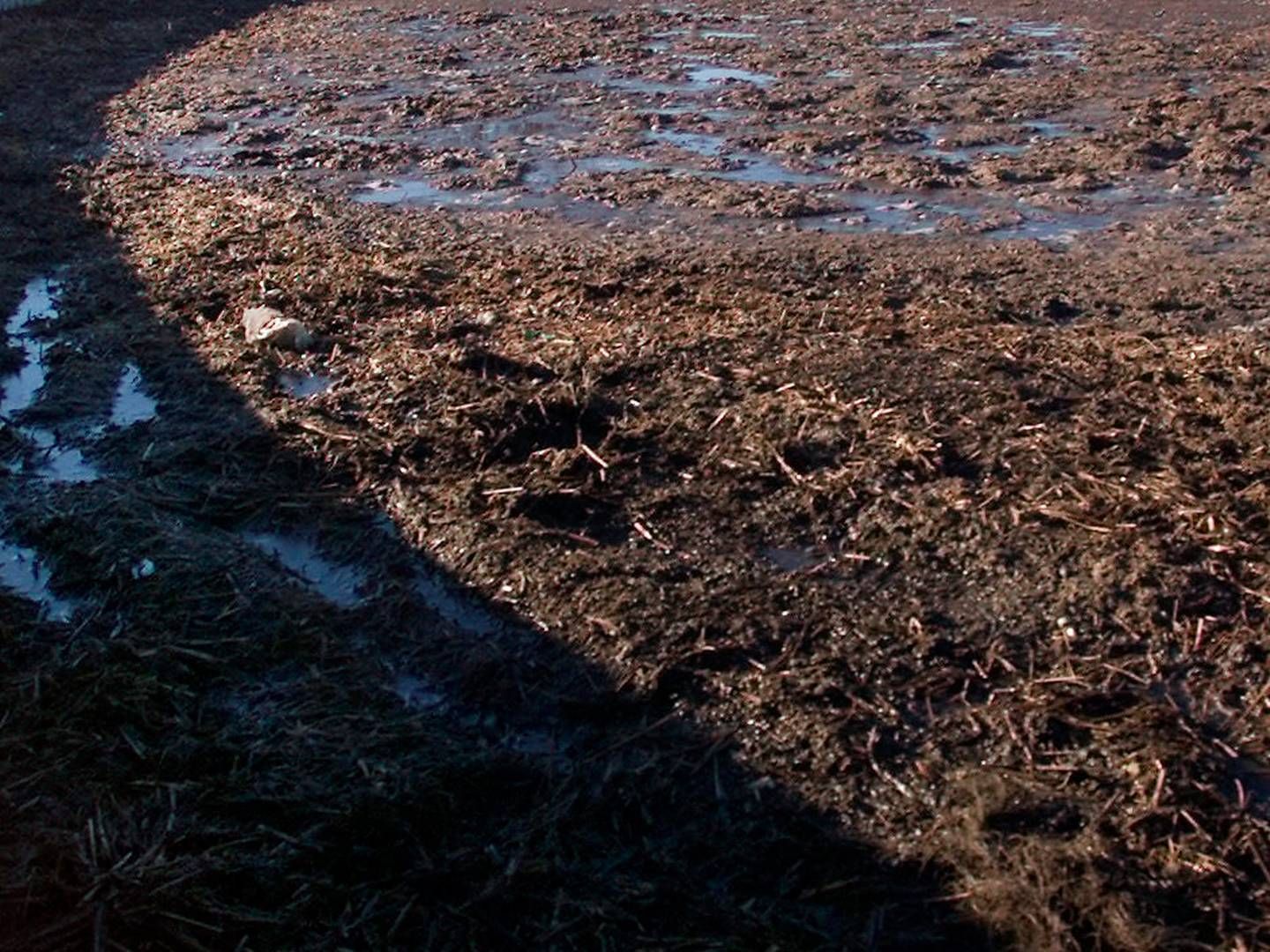 Der er blevet ledt gylle til kloakker fra flere landbrug. Det har fået renseanlæg til at flyde over. | Foto: Jens Dresling/Politiken/Ritzau Scanpix