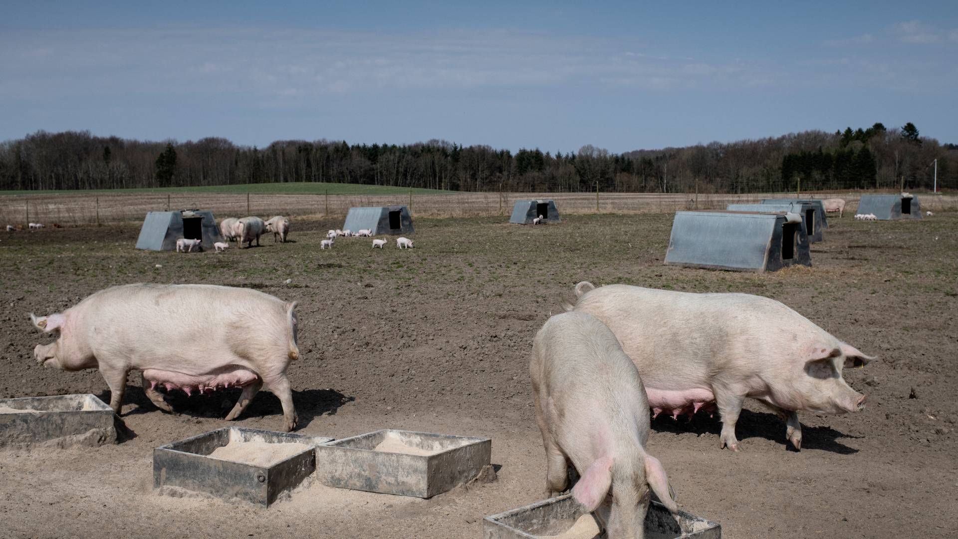 Øko-grise på gård ved Skanderborg. | Foto: Joachim Ladefoged