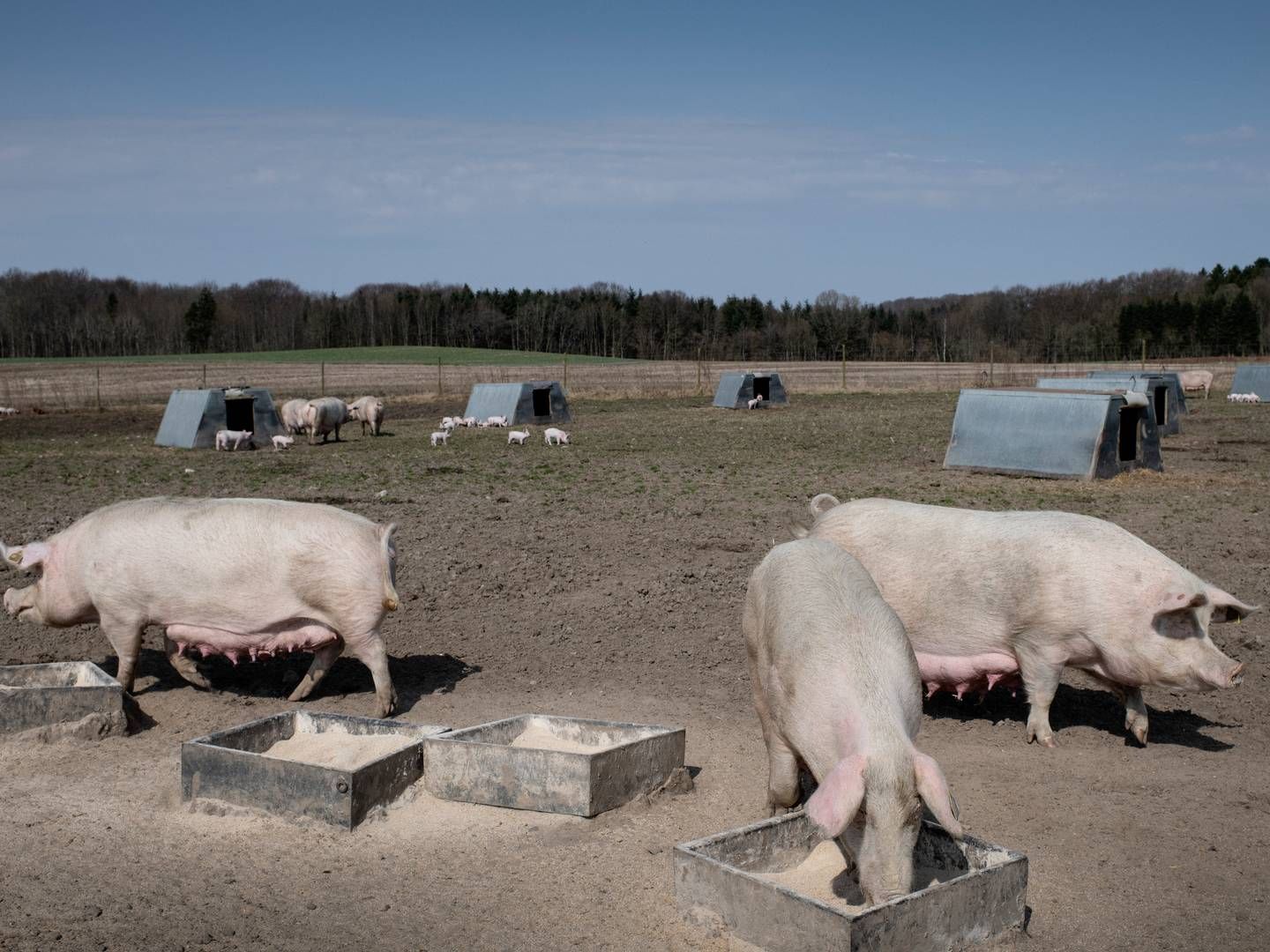 Øko-grise på gård ved Skanderborg. | Foto: Joachim Ladefoged