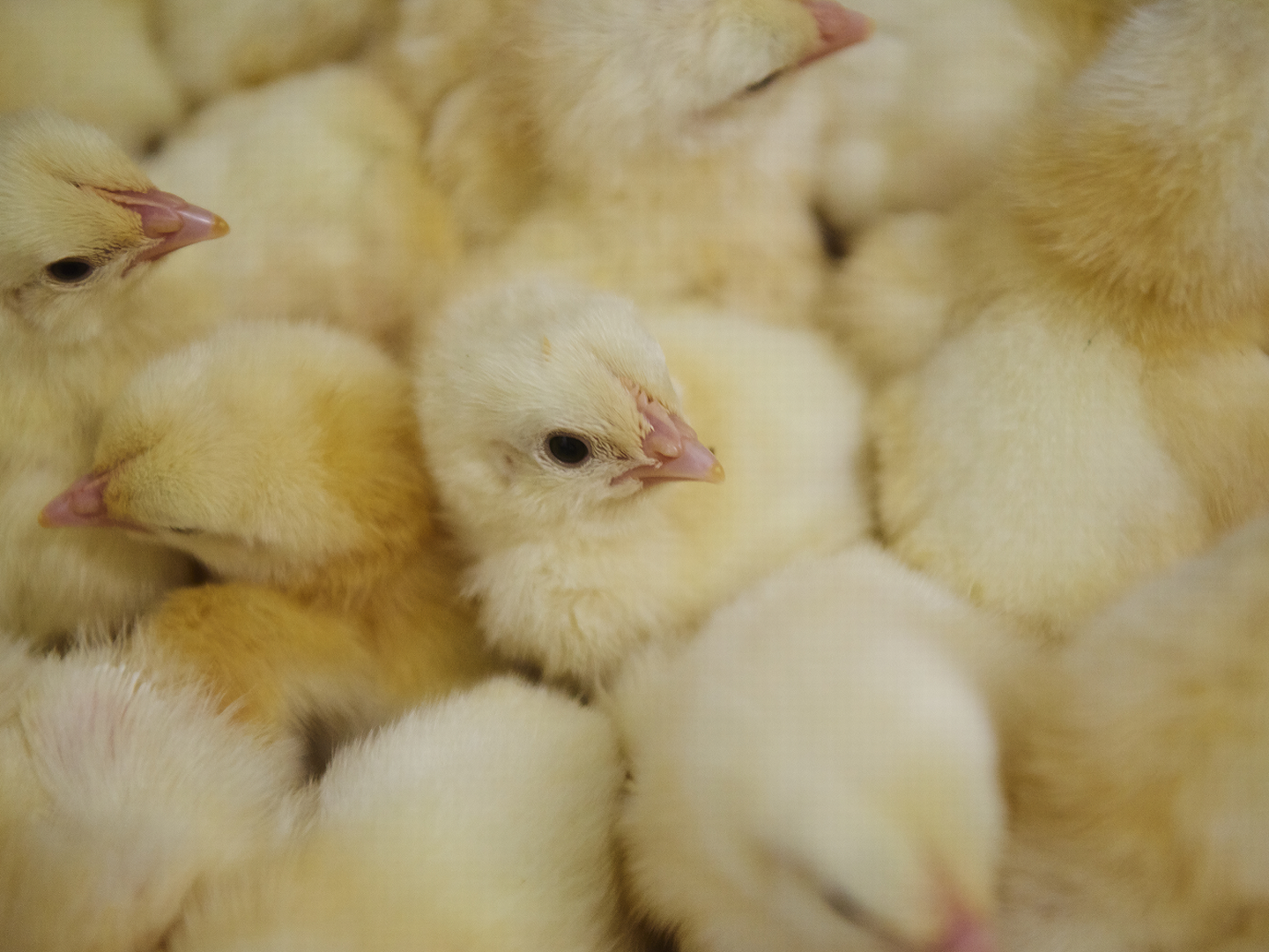 Danhatch solgte 503 mio. daggamle kyllinger i 2023. PR-foto: Danhatch