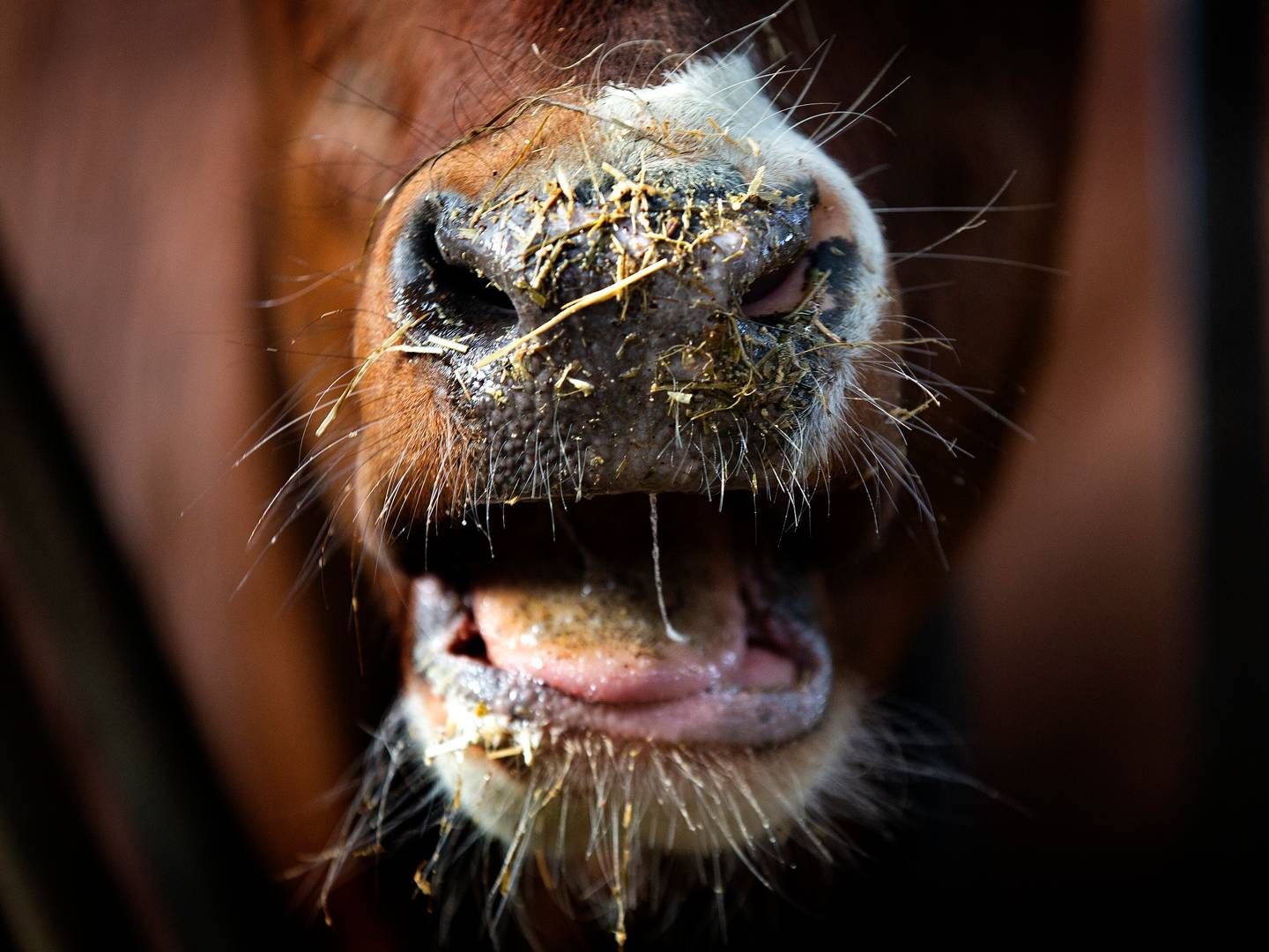 Misrøgt af bl.a. en ko har nu ført til en dom af landmand. | Foto: Finn Frandsen/Ritzau Scanpix
