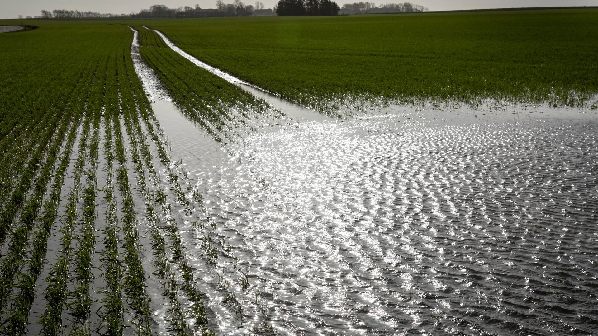 2023 bød både på tørke og store regnskyl, som udfordrede udbyttet på markerne. Arkivfoto. | Foto: Mads Nissen