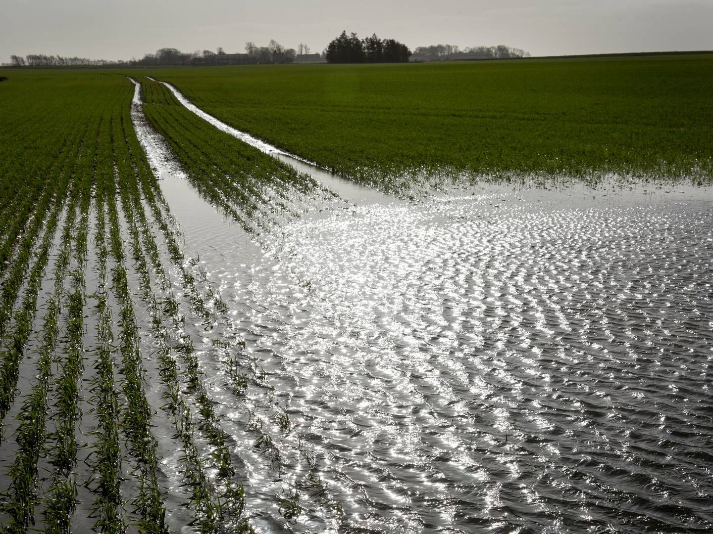 2023 bød både på tørke og store regnskyl, som udfordrede udbyttet på markerne. Arkivfoto. | Foto: Mads Nissen