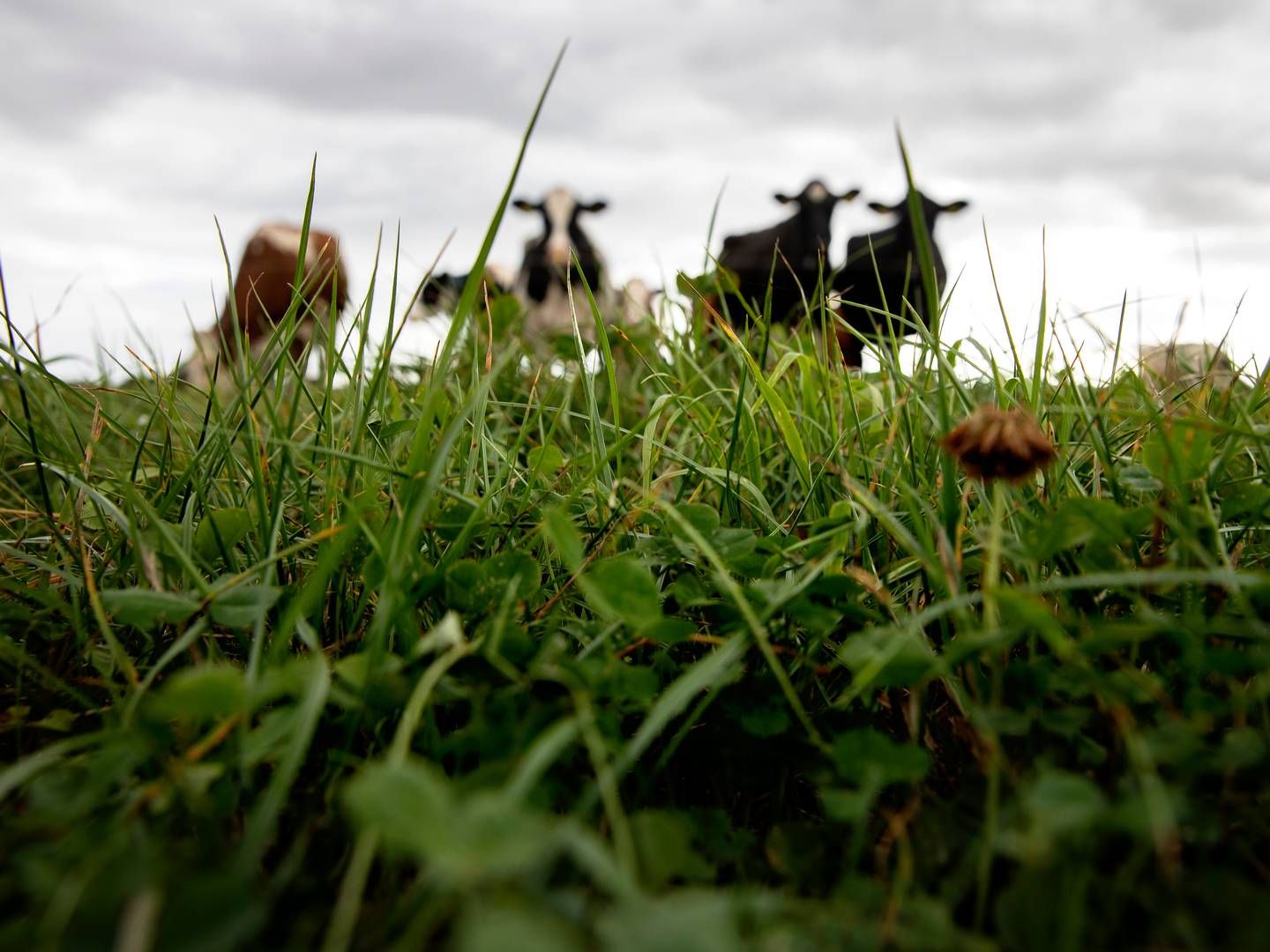 Færre dyr på markerne er én af flere anbefalinger fra Klimarådet. | Foto: Finn Frandsen/Ritzau Scanpix