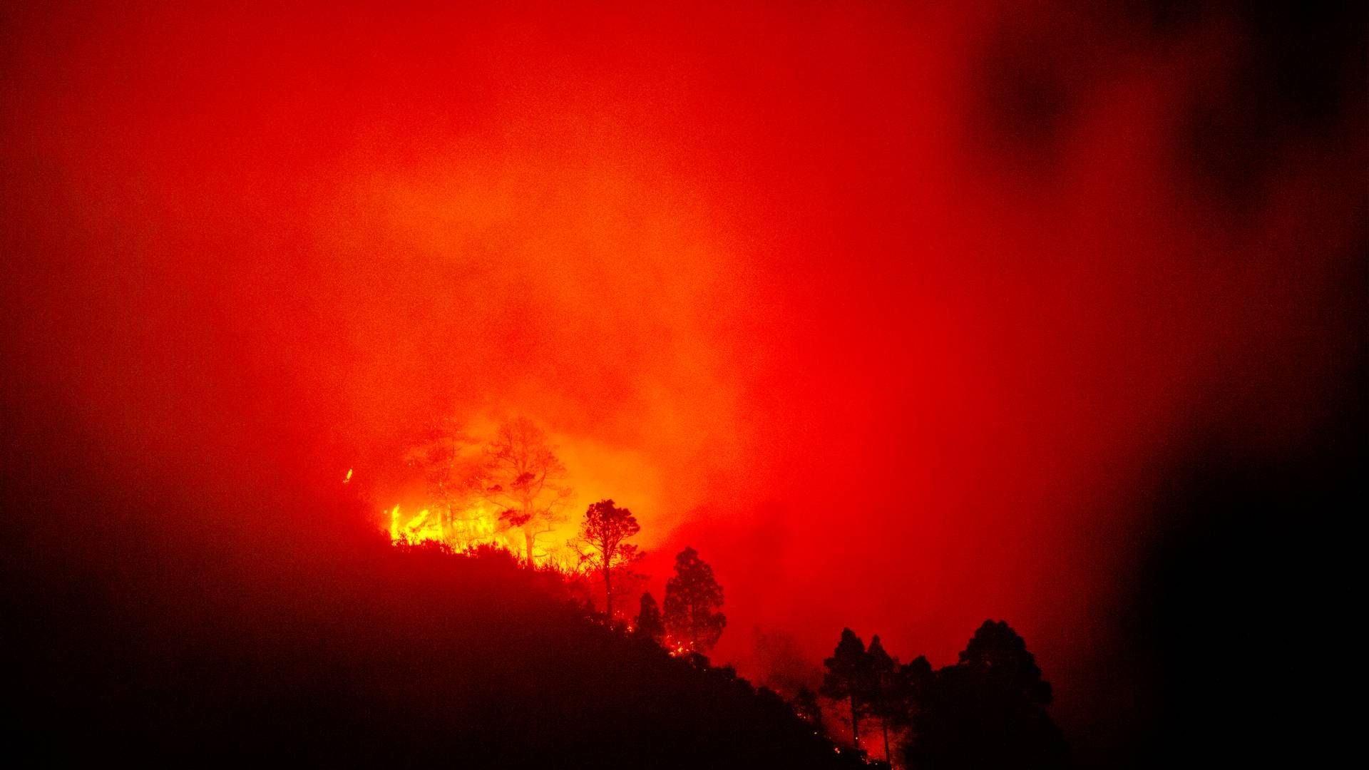 Tenerife var et af de steder, der var ramt af skovbrande sidste år. | Foto: Martin Lehmann