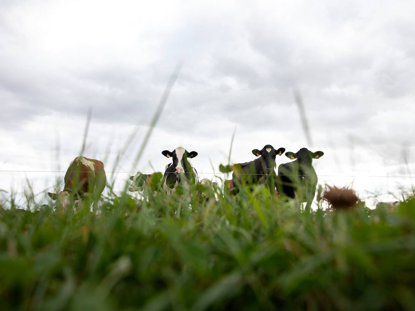 Færre dyr på markerne er én af flere anbefalinger fra Klimarådet. | Foto: Finn Frandsen