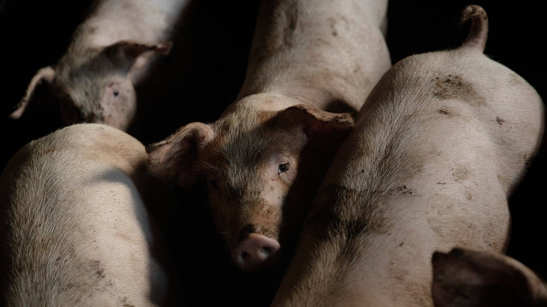 Har danske landmænd et ansvar for at bevare danske arbejdspladser? Nej, lyder det fra svineproducenternes formand. | Foto: Peter Hove Olesen/Ritzau Scanpix