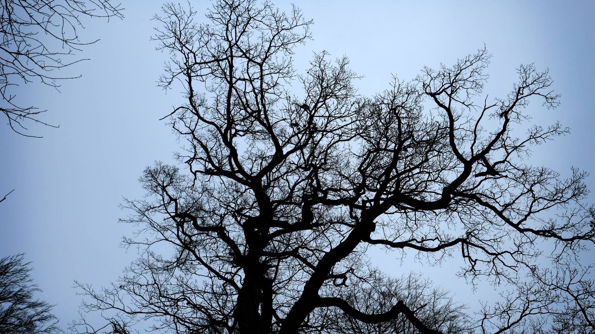 Træer fældes senere og vokser hurtigere end hidtil ventet, lyder TV 2's oplysninger. Det påvirker CO2-optaget. | Foto: Jens Dresling