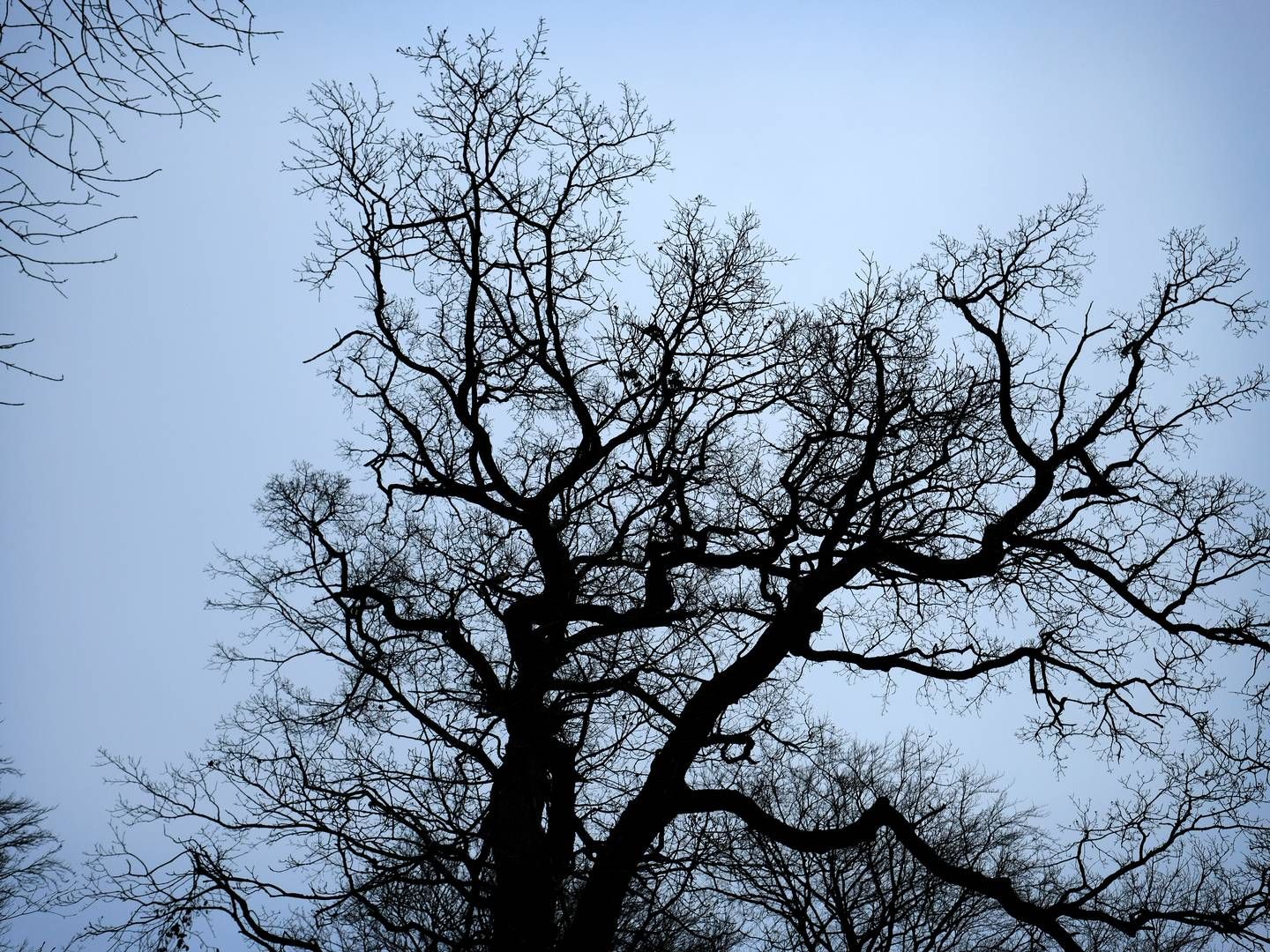 Træer fældes senere og vokser hurtigere end hidtil ventet, lyder TV 2's oplysninger. Det påvirker CO2-optaget. | Foto: Jens Dresling