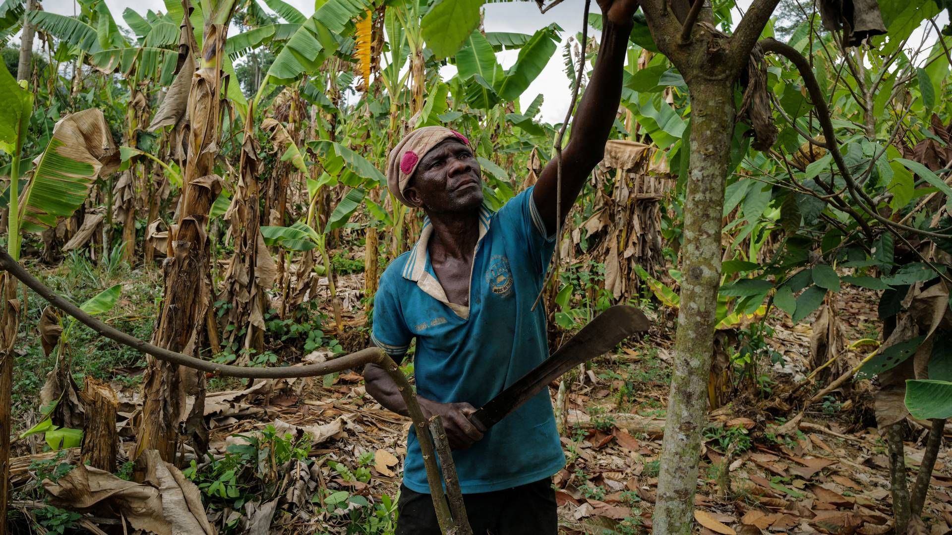 Det er en kombination af dårlige vejrforhold, gamle kakaotræer og sygdom, der sat skub i prisstigningerne. | Foto: Francis Kokoroko/Reuters/Ritzau Scanpix