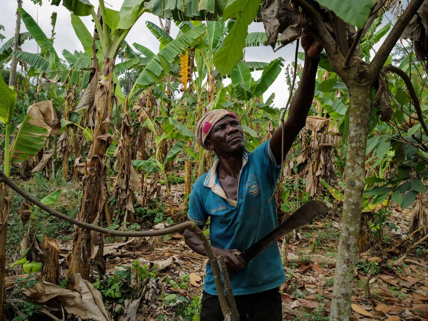 Det er en kombination af dårlige vejrforhold, gamle kakaotræer og sygdom, der sat skub i prisstigningerne. | Foto: Francis Kokoroko/Reuters/Ritzau Scanpix