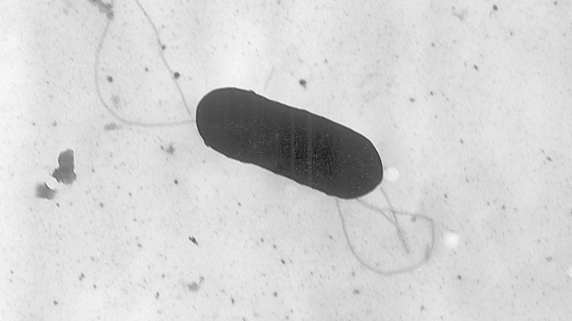 Listeria-bakterie er igjen funnet hos lakseprodusent Lerøy Midt i Trøndelag. | Foto: NTB