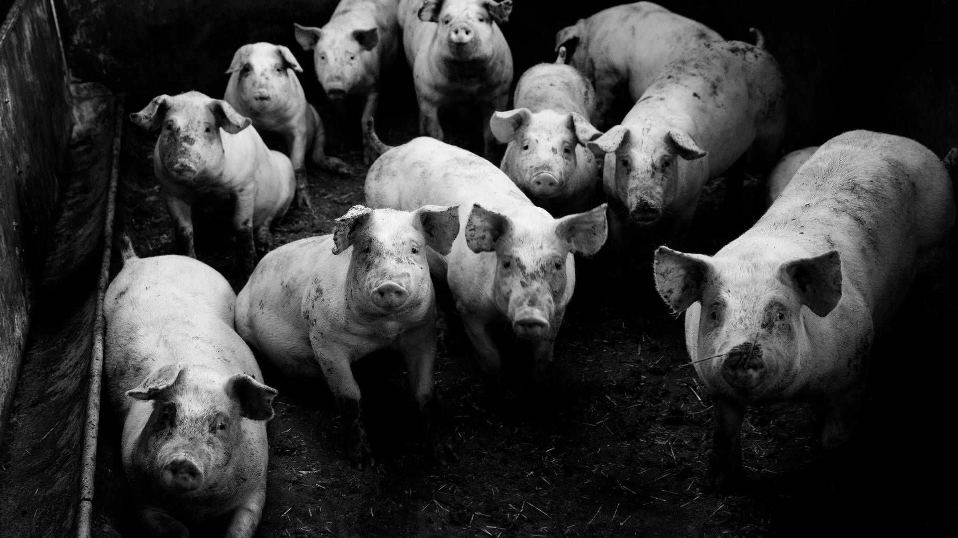 Idavang producerer årligt over 450.000 svin i Litauen og Rusland. | Foto: Peter Hove Olesen
