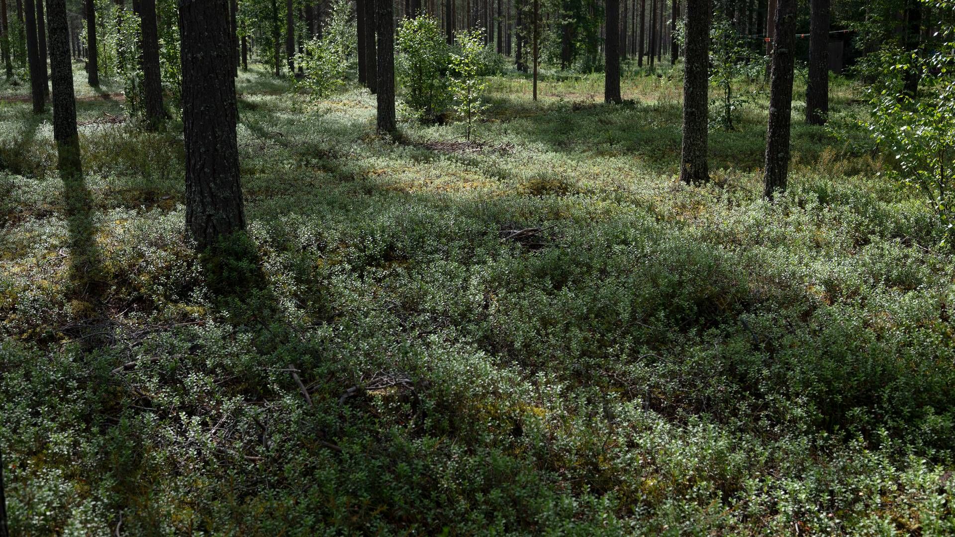 Af regnskabet fremgår det, at det, selskabet definerer som ”biologiske aktiver, skov” alene udgør omkring 630 mio. kr. af den samlede aktivmasse — altså rundt en tredjedel. | Foto: Marcus Emil Christensen