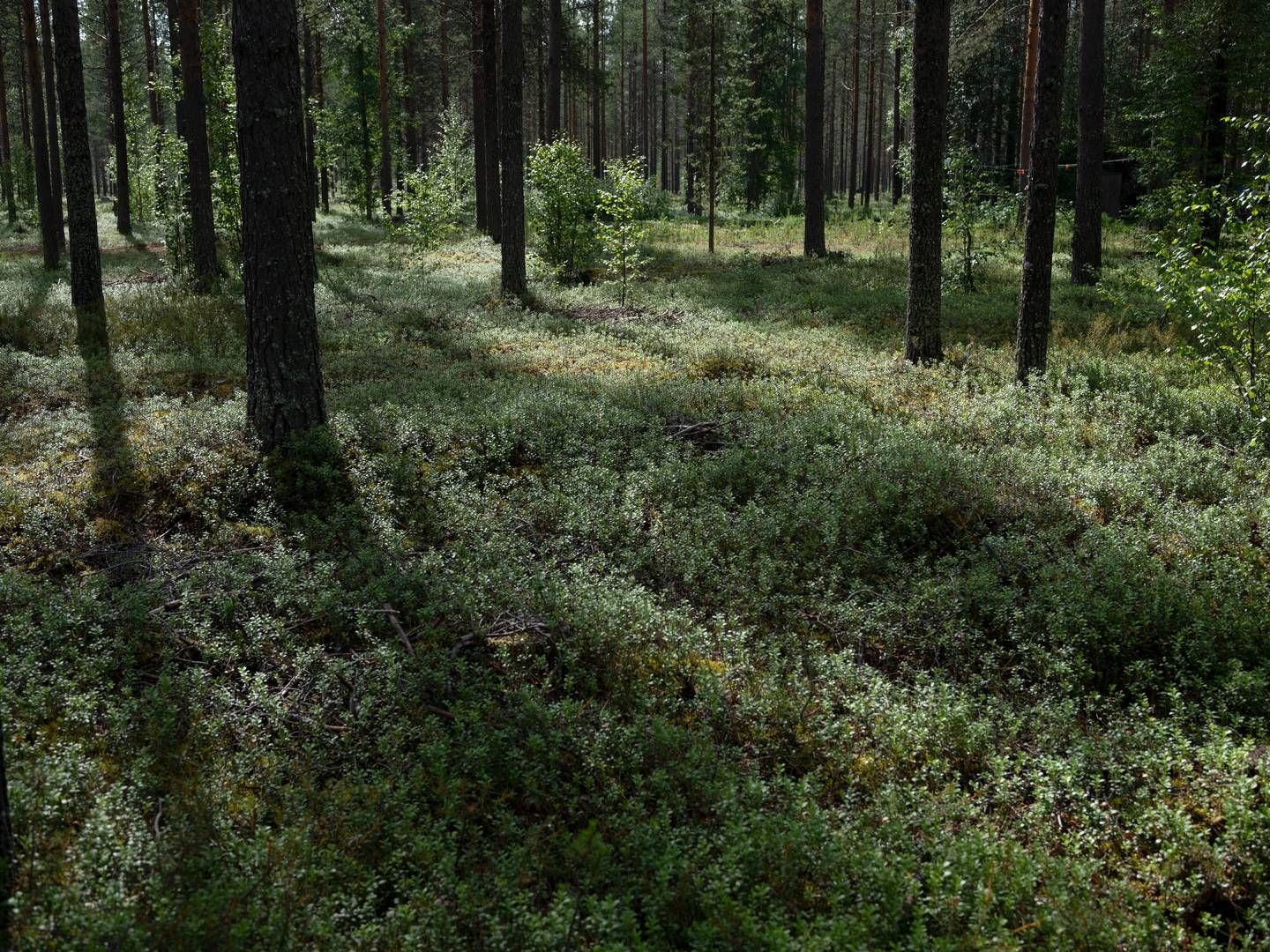 Af regnskabet fremgår det, at det, selskabet definerer som ”biologiske aktiver, skov” alene udgør omkring 630 mio. kr. af den samlede aktivmasse — altså rundt en tredjedel. | Foto: Marcus Emil Christensen