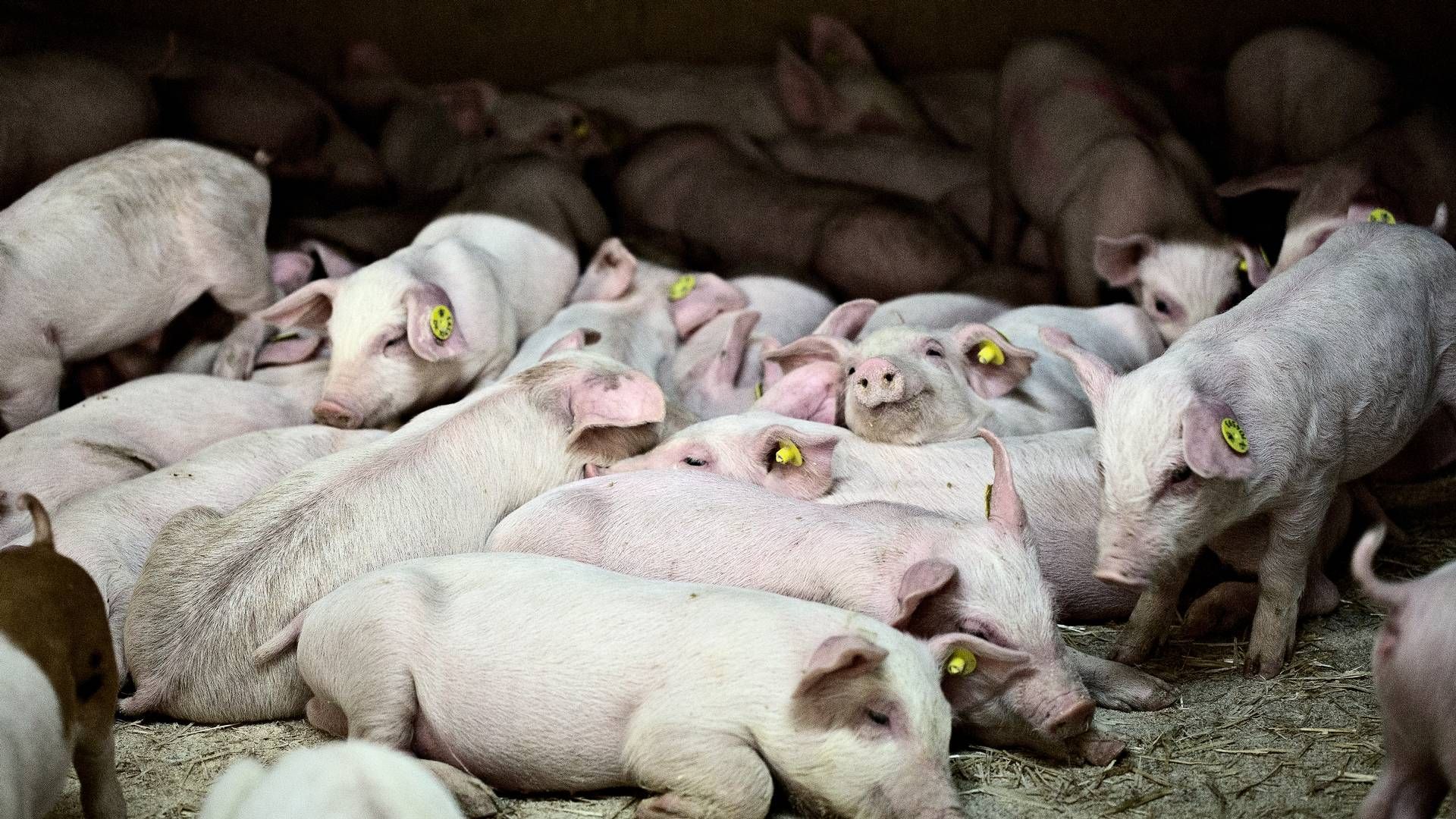 Sidste år blev der kørt flere smågrise ud af landet, end antallet af grise, der blev fedet op og slagtet på danske slagterier. Transportører mener nu, at Danish Crown-tiltag kan virke modsat hensigten. | Foto: Joachim Adrian