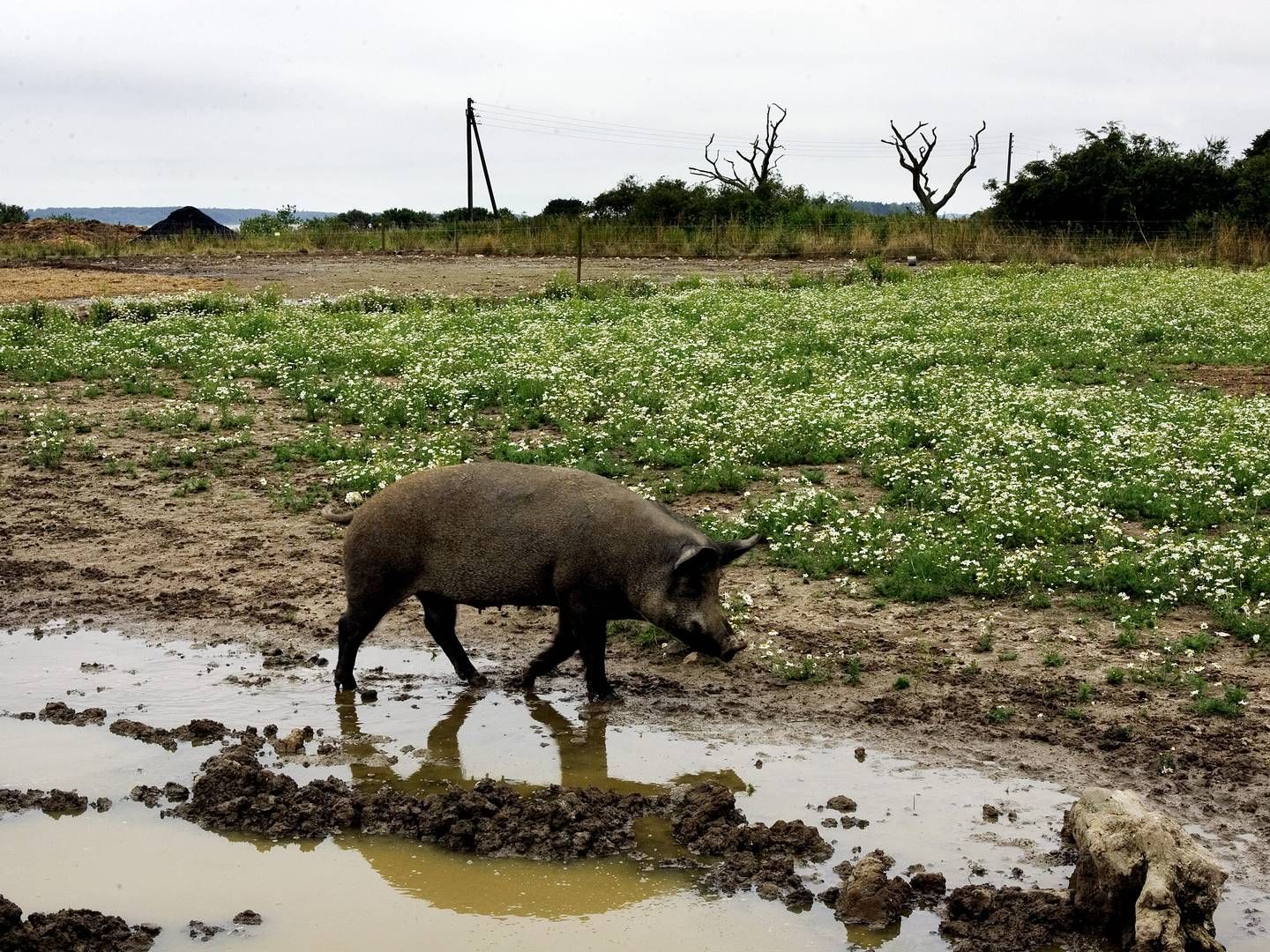 Myndighederne i Schweiz har ifølge Markedsnyt bebudet tre foranstaltninger, som træder i kraft, når og hvis der findes afrikansk svinepest i landet. | Foto: Martin Lehmann