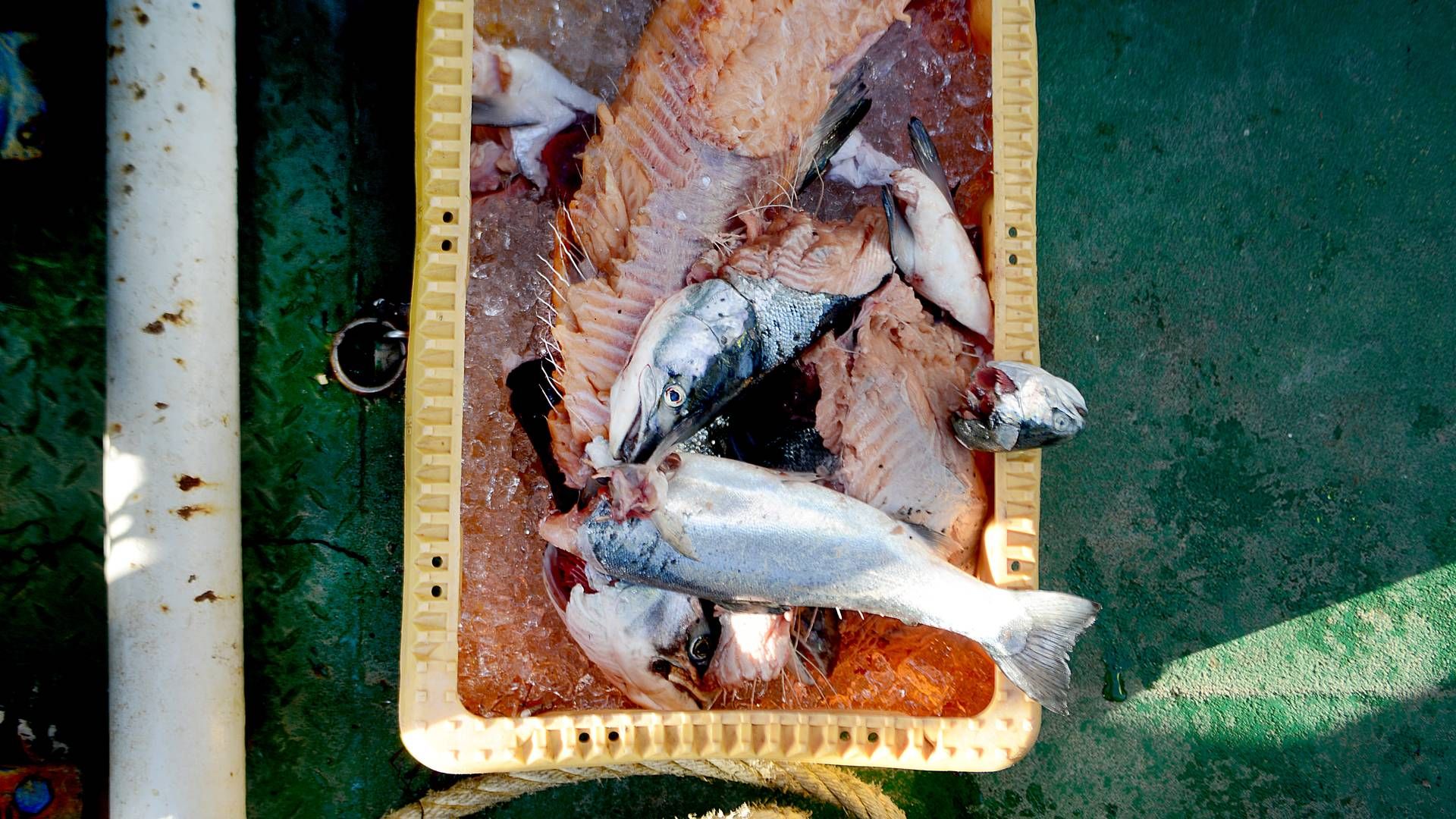 Det er sparsomt med fisk i Østersøen. | Foto: Cicilie S. Andersen