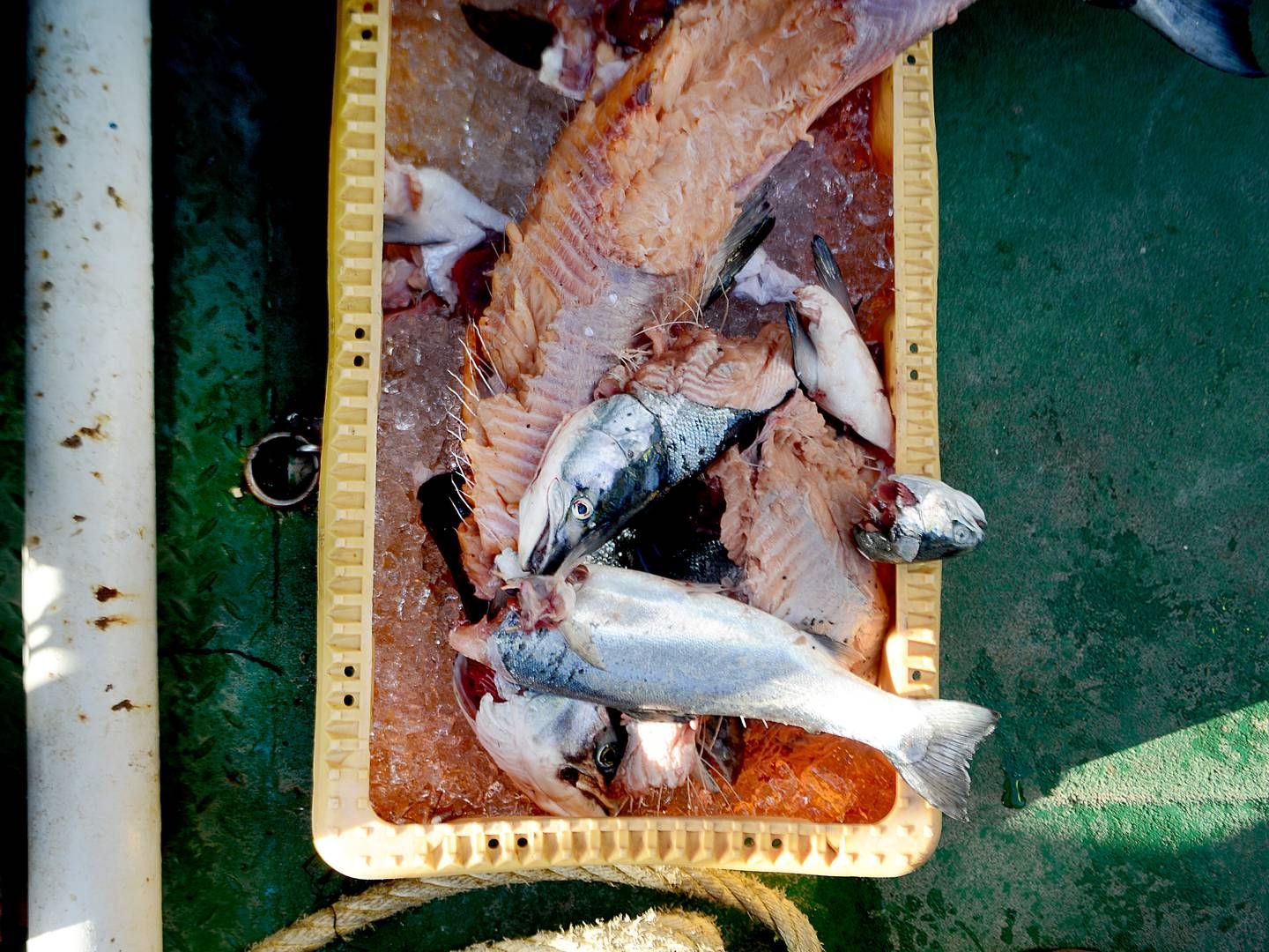 Det er sparsomt med fisk i Østersøen. | Foto: Cicilie S. Andersen