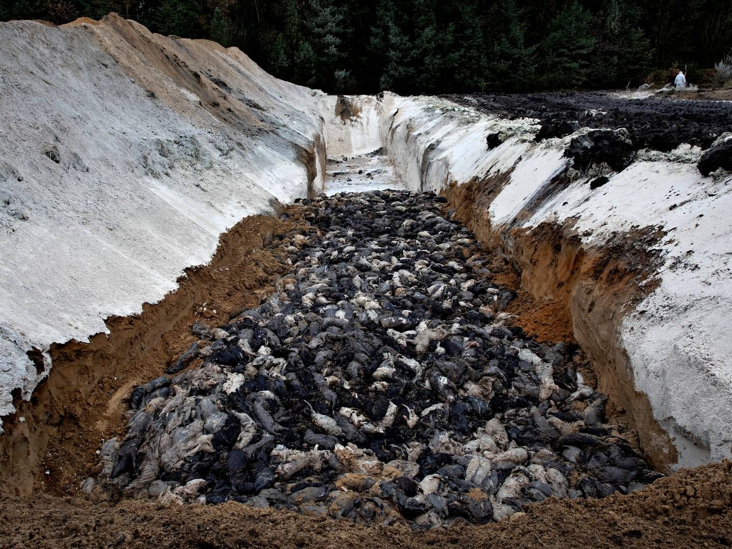 I 2020 blev alle minkavlere tvunget til at slå deres besætning ihjel grundet coronasmitte. | Foto: Jacob Ehrbahn