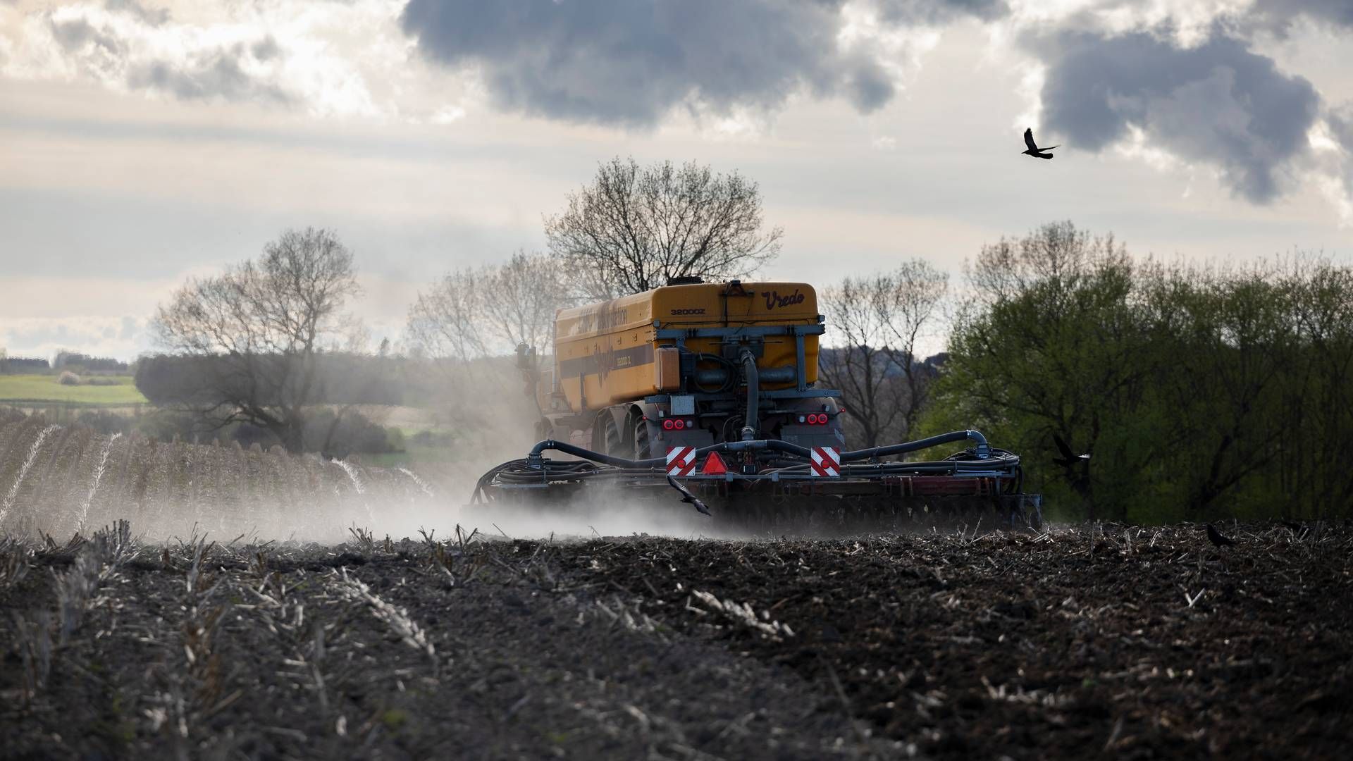 Fra 1. juli er det slut med de nuværende undtagelser for gylleudbringning, og det giver udfordringer for talrige kvægbrugere. | Foto: Thomas Borberg