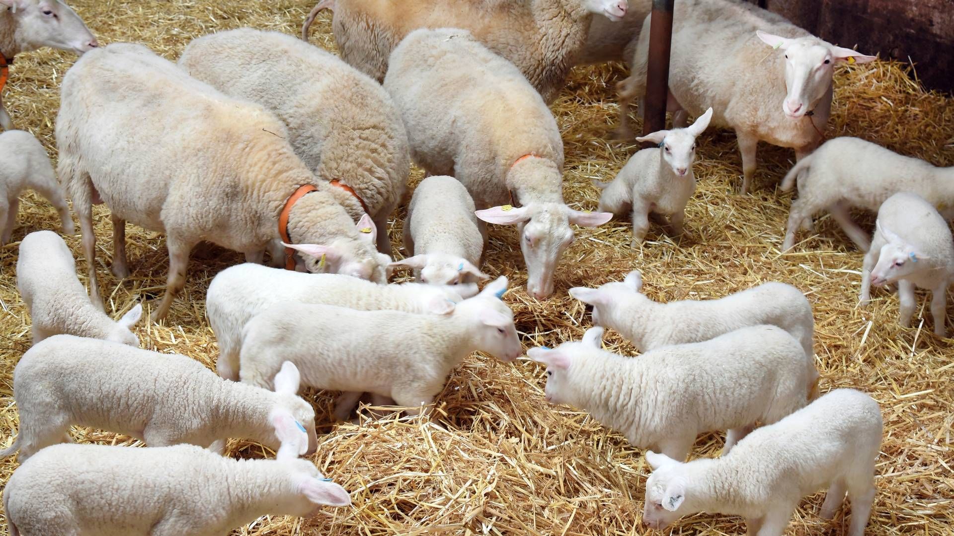 Transporten af levende får til søs har længe været omdiskuteret og kritiseret af dyrevelfærdsgrupper. | Foto: Waltraud Grubitzsch/AP/Ritzau Scanpix