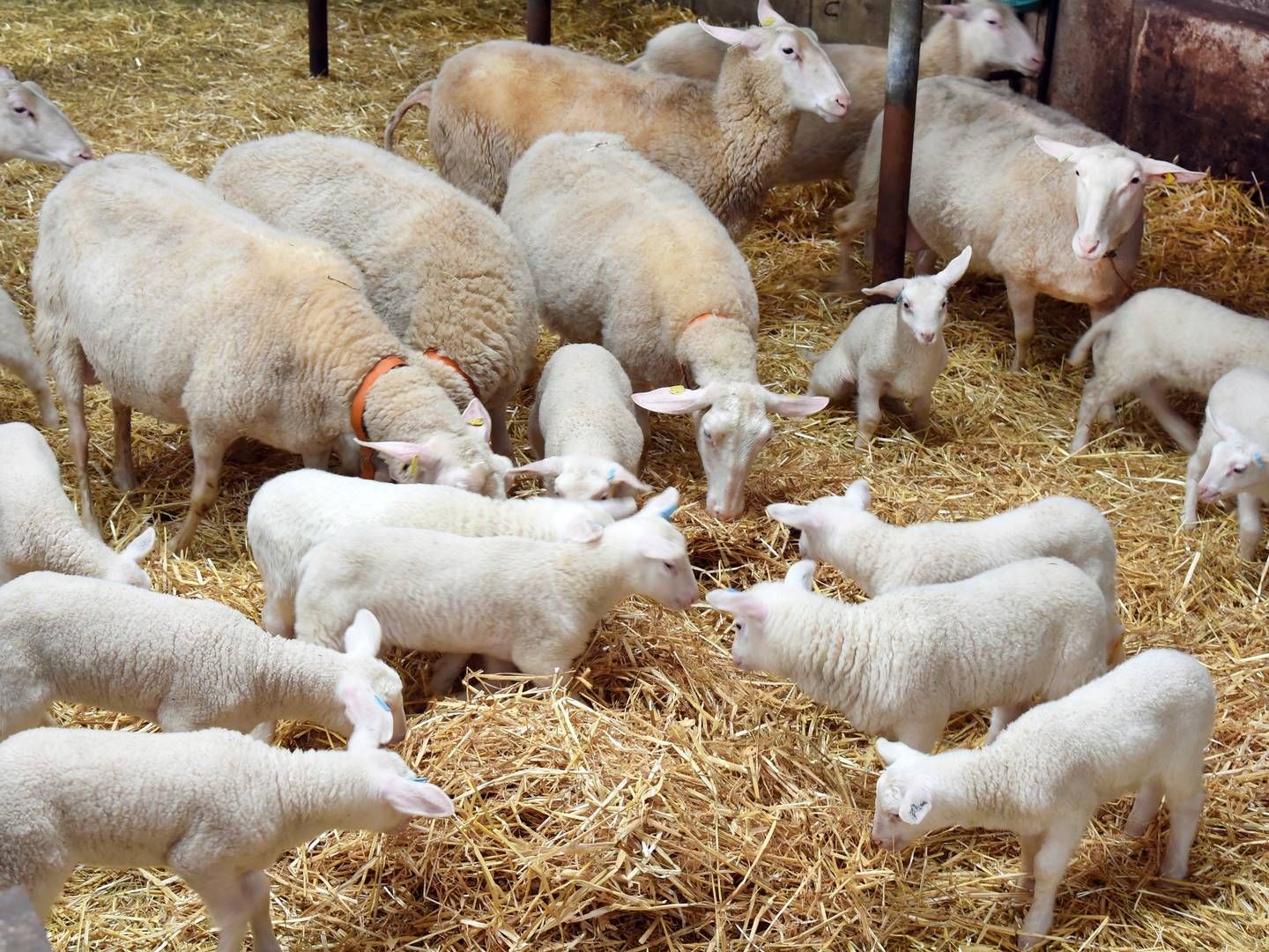Transporten af levende får til søs har længe været omdiskuteret og kritiseret af dyrevelfærdsgrupper. | Foto: Waltraud Grubitzsch/AP/Ritzau Scanpix
