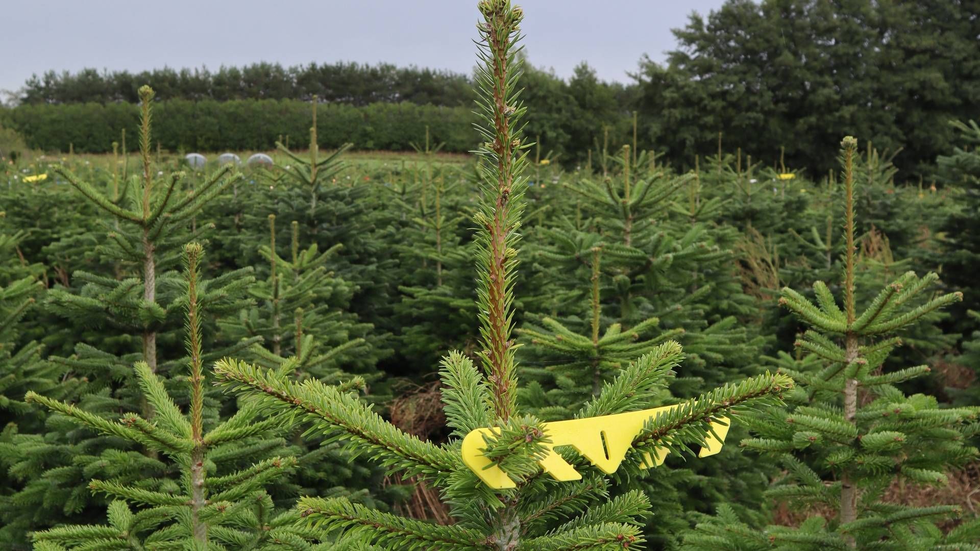 Med omstruktureringen håber Skovdyrkerne at kunne gøre Green Product til den førende organisation for juletræsproducenter. | Foto: PR / Skovdyrkerne
