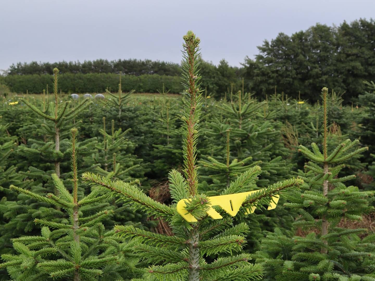 Med omstruktureringen håber Skovdyrkerne at kunne gøre Green Product til den førende organisation for juletræsproducenter. | Foto: PR / Skovdyrkerne
