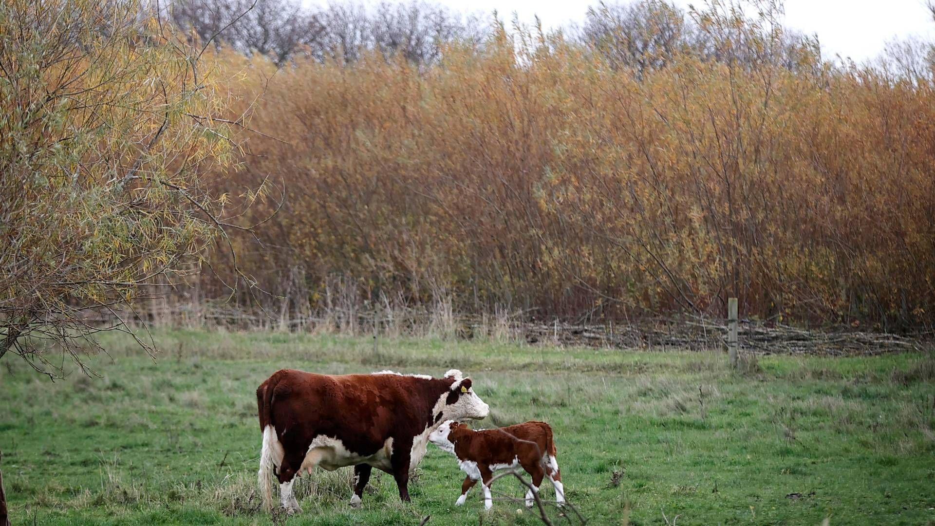 Udbruddet af fugleinfluenza startede tilbage i april. | Foto: Jens Dresling