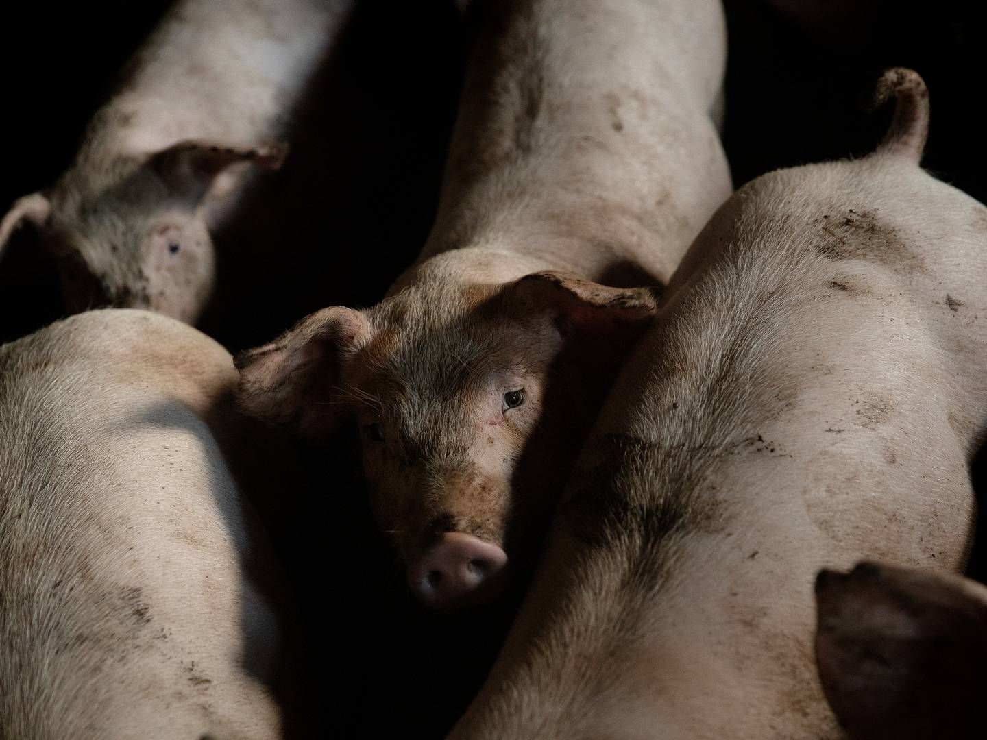 Der er kommet en smule flere svin i Danmark siden årsskiftet. | Foto: Peter Hove Olesen