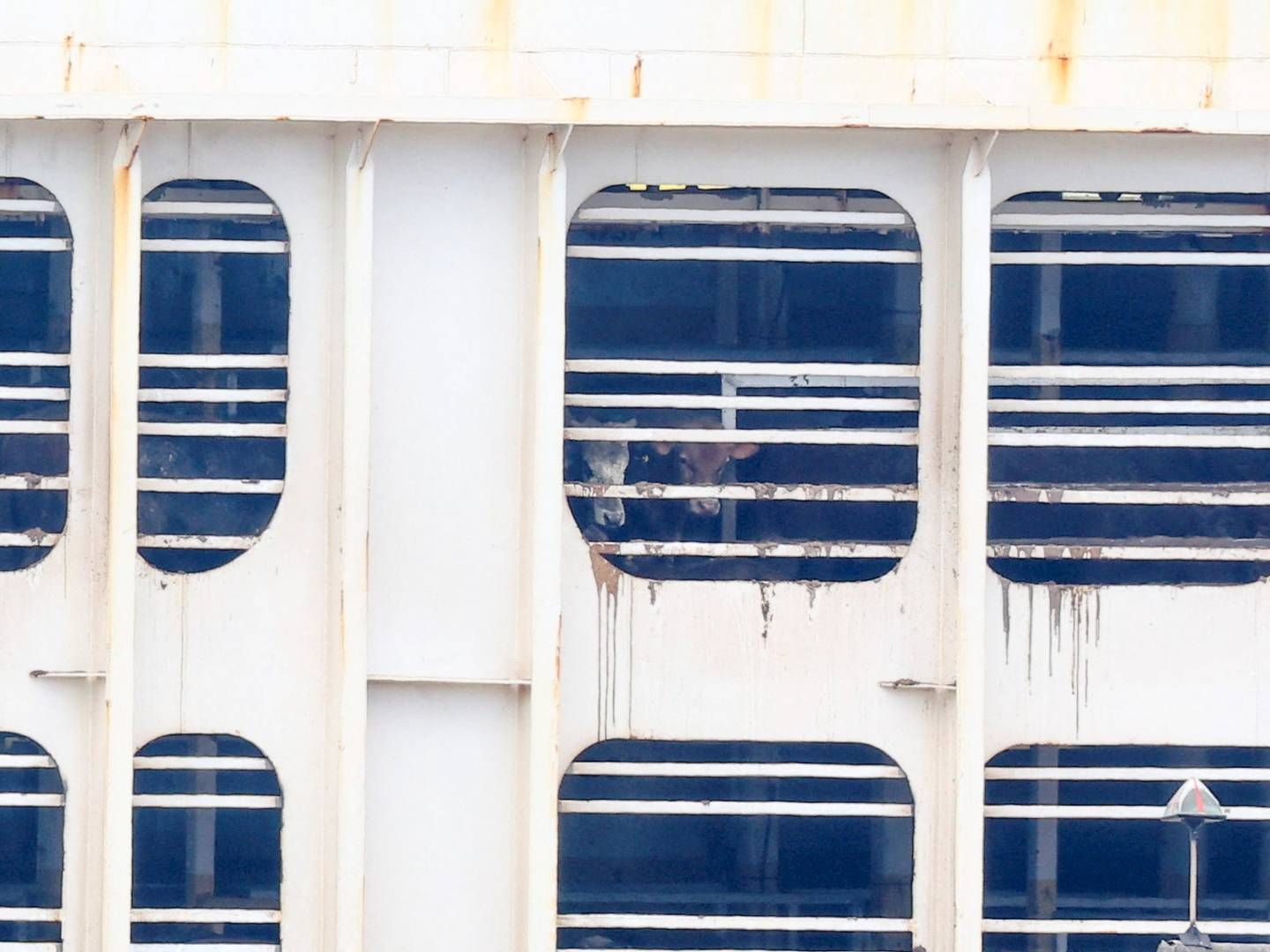 I januar blev et skib med 14.000 får og 2.000 køer ombord strandet i en havn i Australien efter at have måttet vende tilbage fra en rejse mod Israel. | Foto: Esa Alexander/Reuters/Ritzau Scanpix